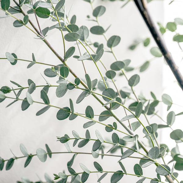 グニユーカリの特徴と飾り方｜清涼感のある丸いシルバーリーフが美しい枝もの