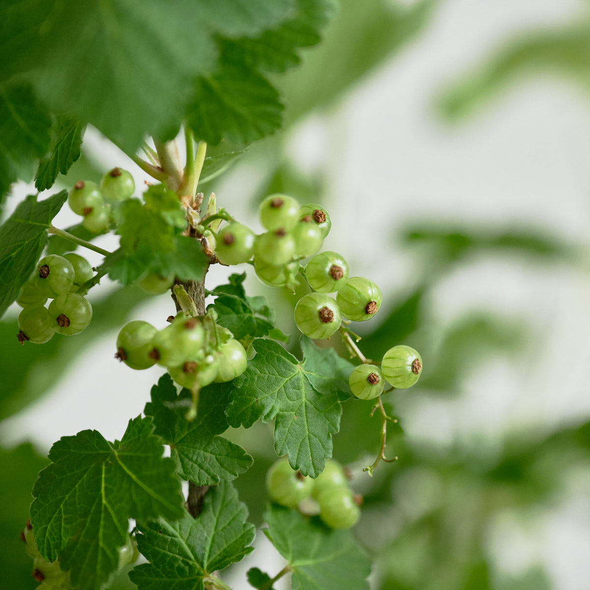 【枝もの図鑑｜夏】フサスグリ