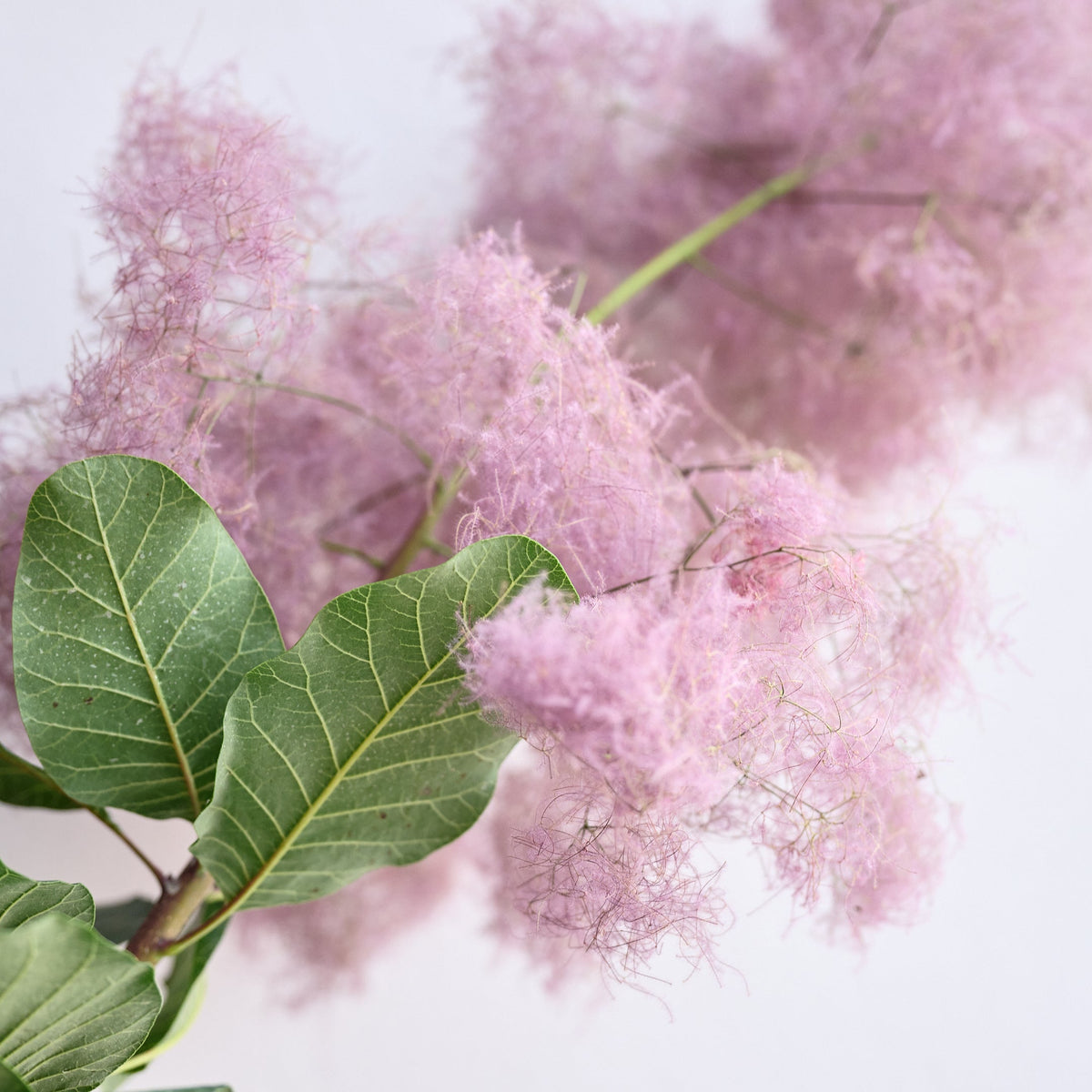 スモークツリーの特徴と飾り方｜初夏に煙のようなふわふわの花をつける枝もの