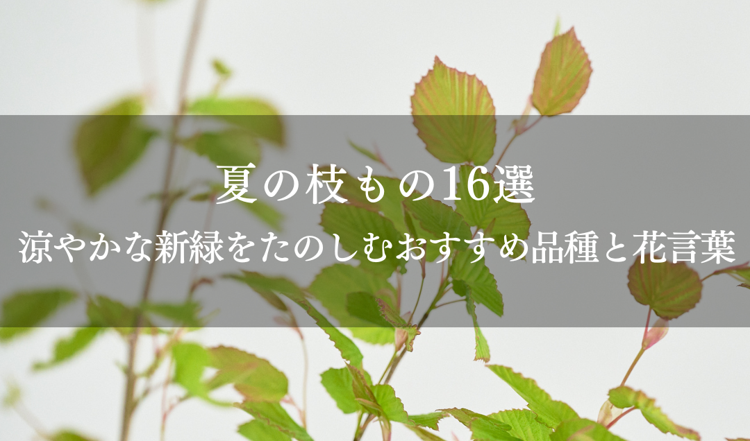 夏の枝もの16選｜涼やかな新緑をたのしむおすすめ品種と花言葉