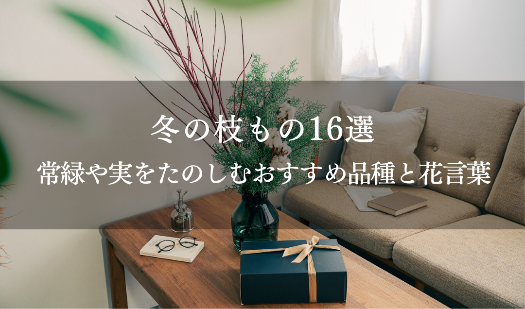 冬の枝もの16選｜常緑や実をたのしむおすすめ品種と花言葉
