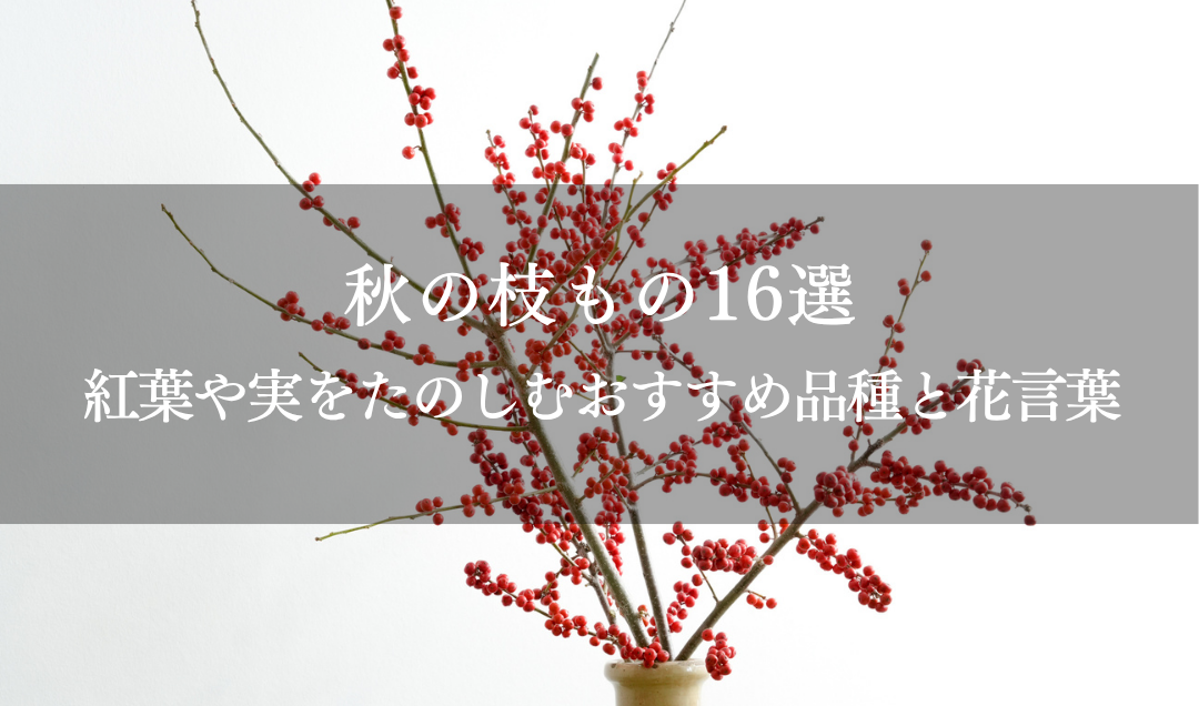 秋の枝もの16選　紅葉や実をたのしむおすすめ品種と花言葉