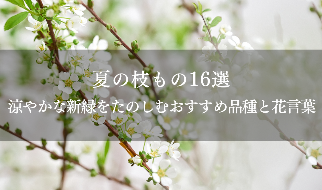 夏の枝もの16選｜涼やかな新緑をたのしむおすすめ品種と花言葉