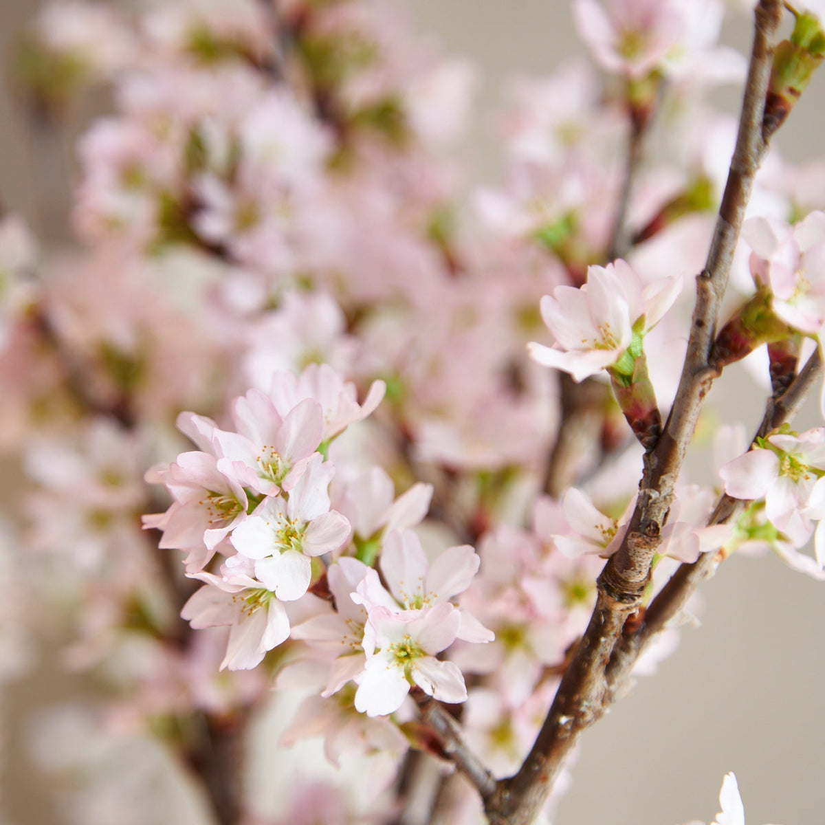 SiKiTOの枝もの定期便がお届けする啓翁桜（ケイオウザクラ）