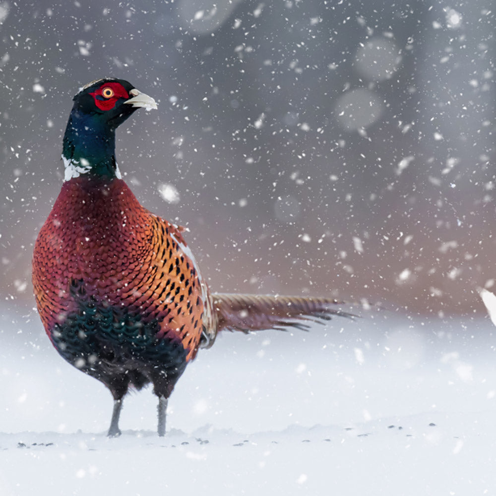【二十四節気】小寒（しょうかん）