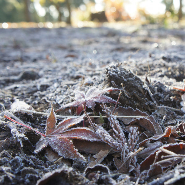 【二十四節気】霜降（そうこう）