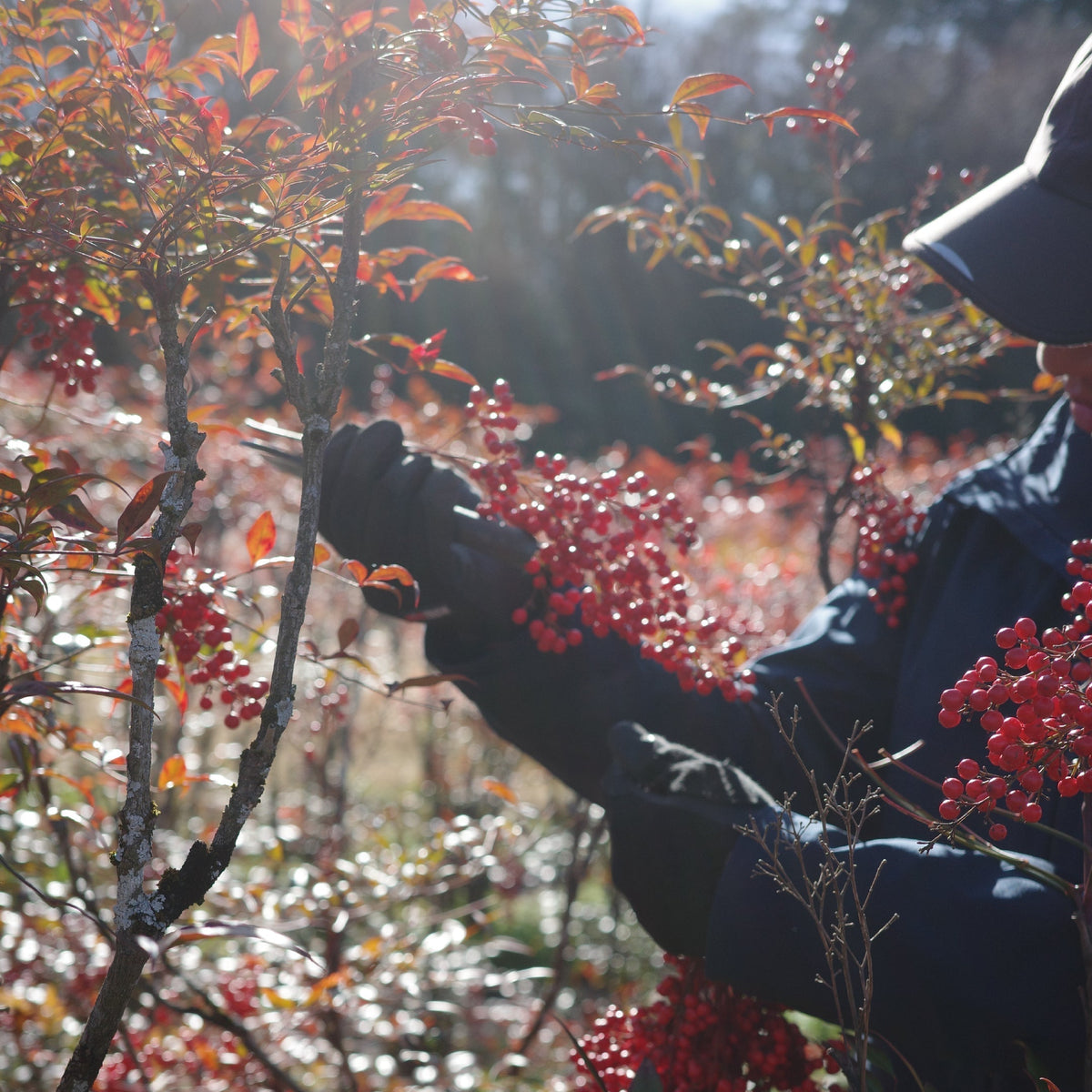 【枝もの自社栽培】長野県豊丘村産の「南天」が初出荷！｜2025年2月