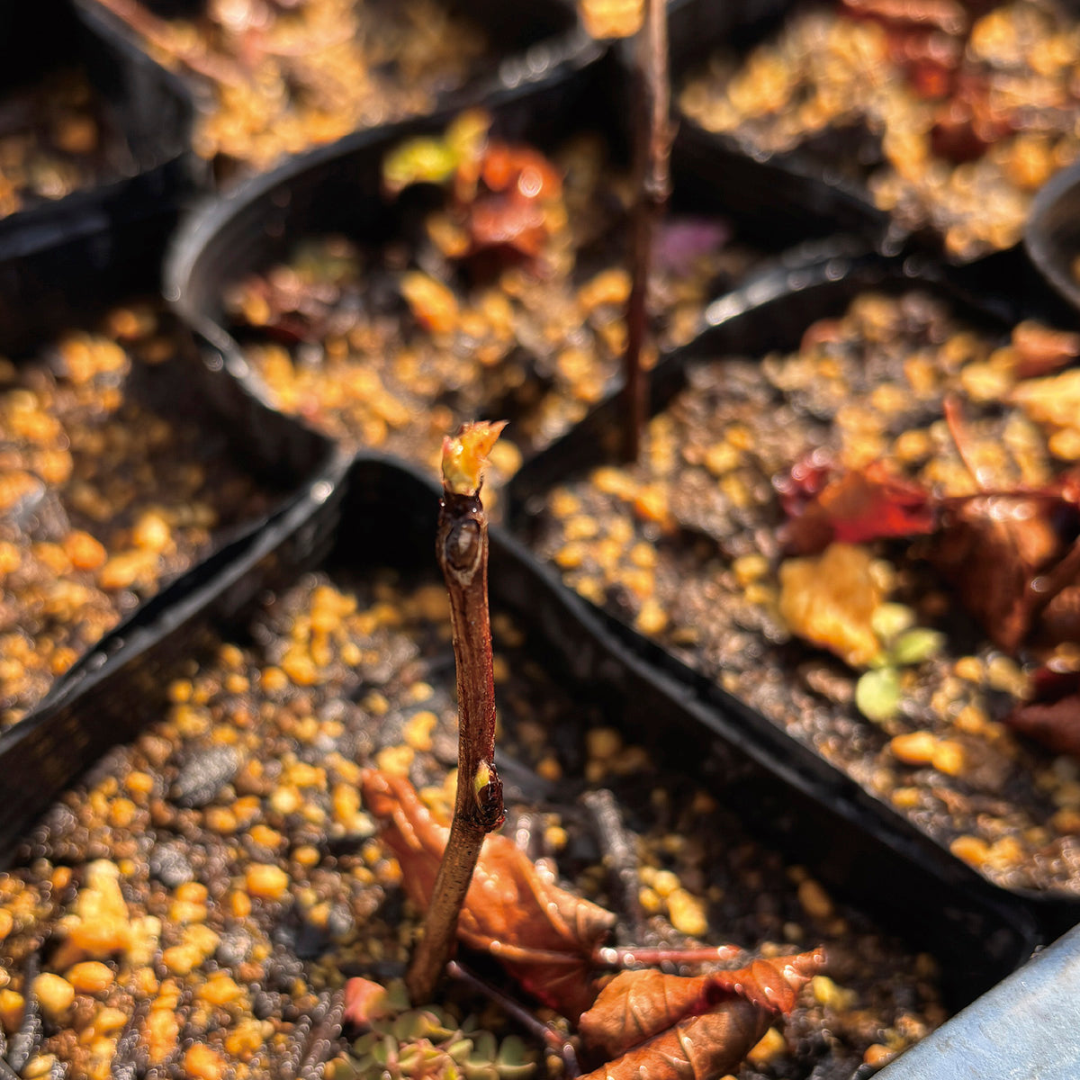 【枝もの自社栽培】豊丘村での枝もの栽培開始から1年｜2025年4月