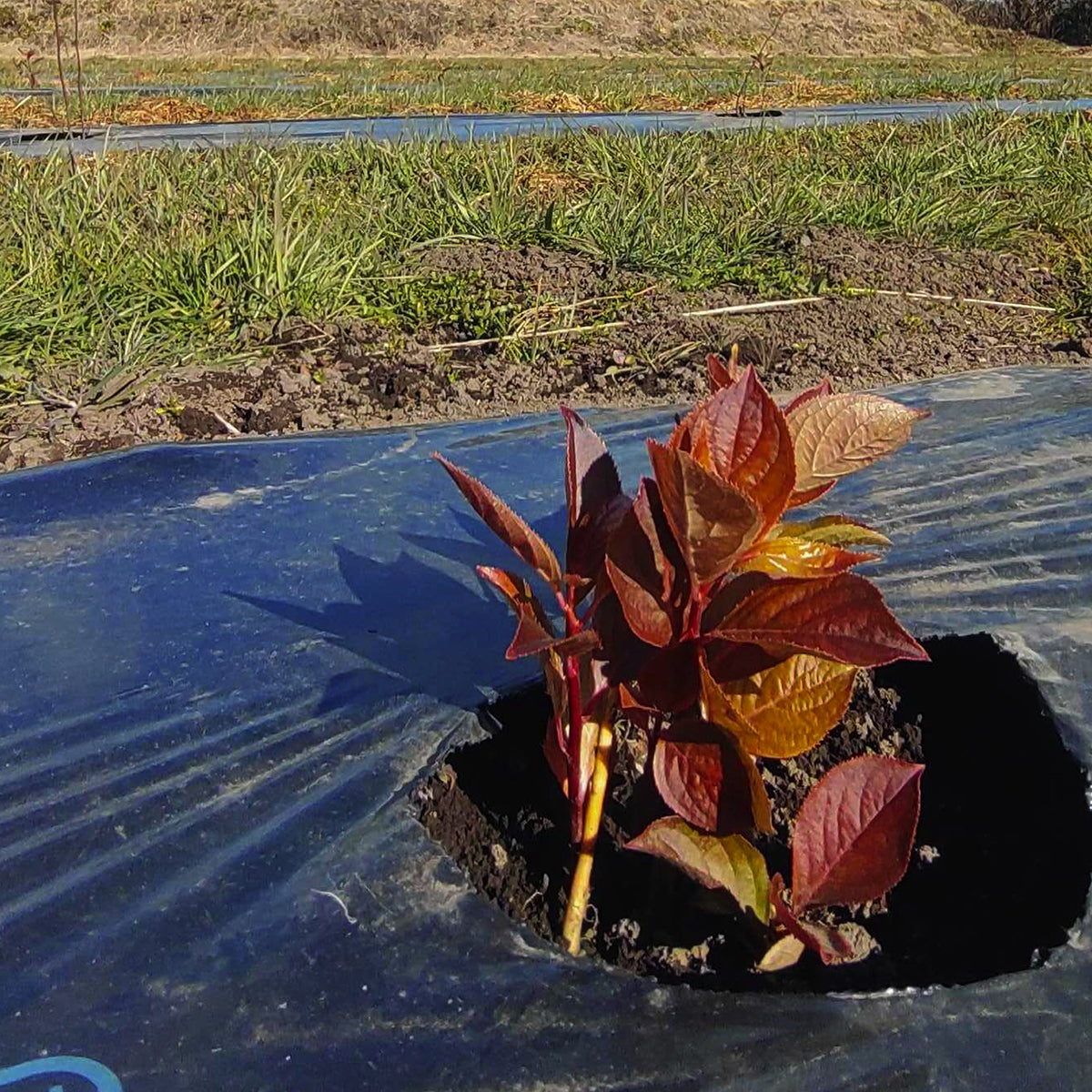 【枝もの自社栽培】2月の平均気温は約1℃。植え付け、寒さ対策などに追われる中之条町の冬。｜2026年2月