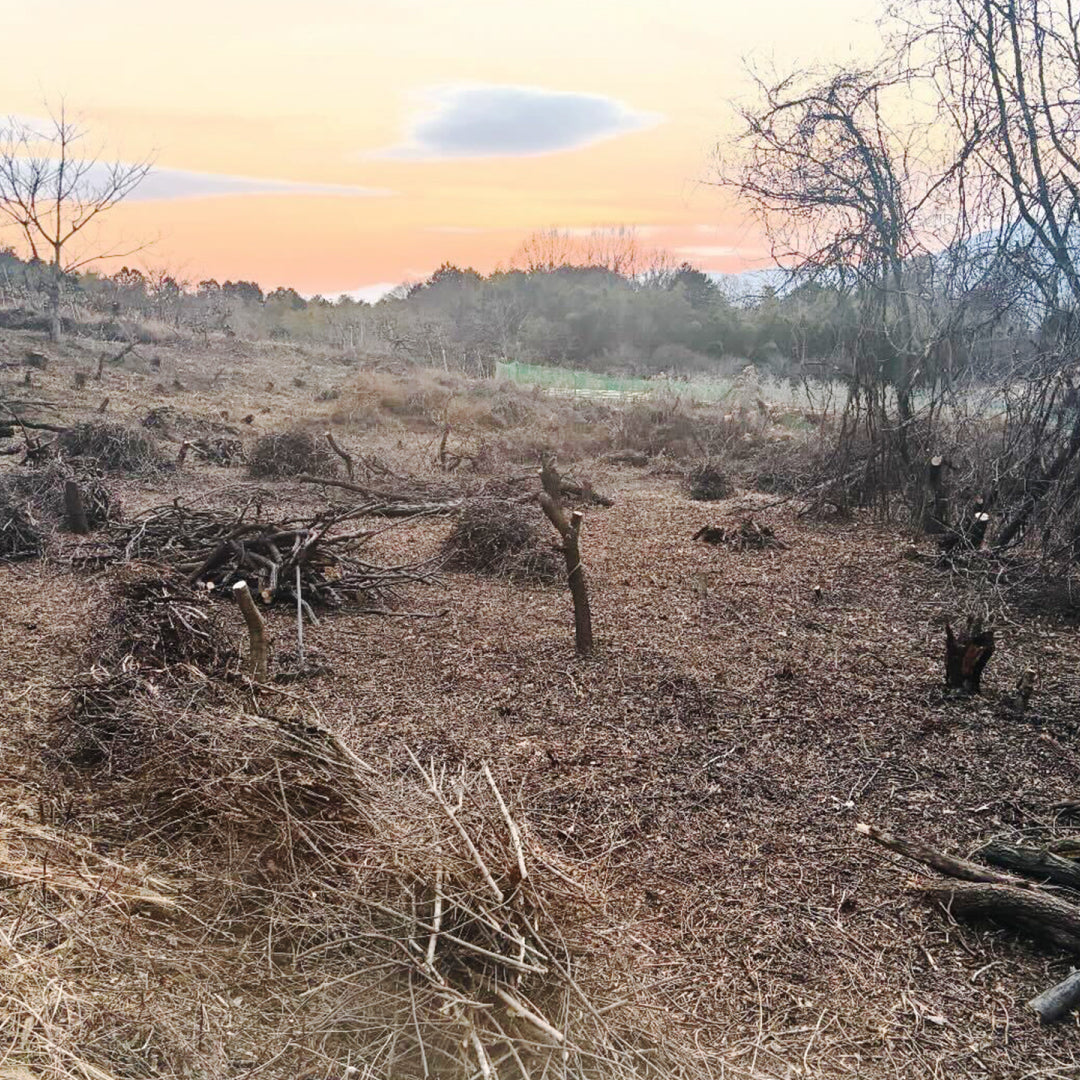 【枝もの自社栽培】豊丘村への移住から約2年、ゼロだった圃場は東京ドーム0.5個分へと拡大。｜2026年3月