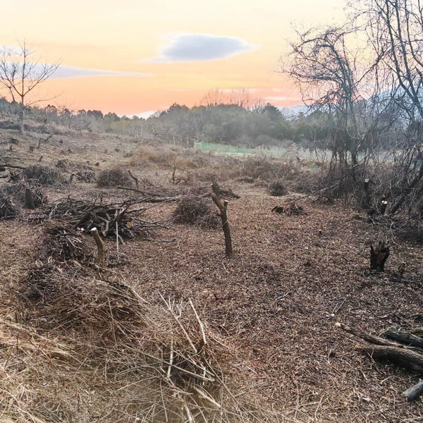 【枝もの自社栽培】豊丘村への移住から約2年、ゼロだった圃場は東京ドーム0.5個分へと拡大。｜2026年3月