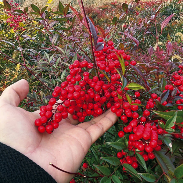 【枝もの自社栽培】豊丘村の南天は2度目の出荷、春に向けてさらに圃場を開拓中！｜2026年1月