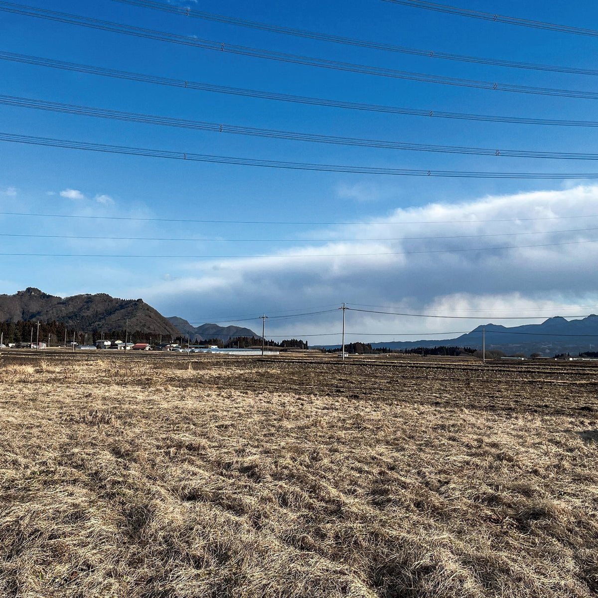 【枝もの自社栽培】群馬県吾妻郡中之条町でも、枝もの自社栽培スタート！｜2025年3月