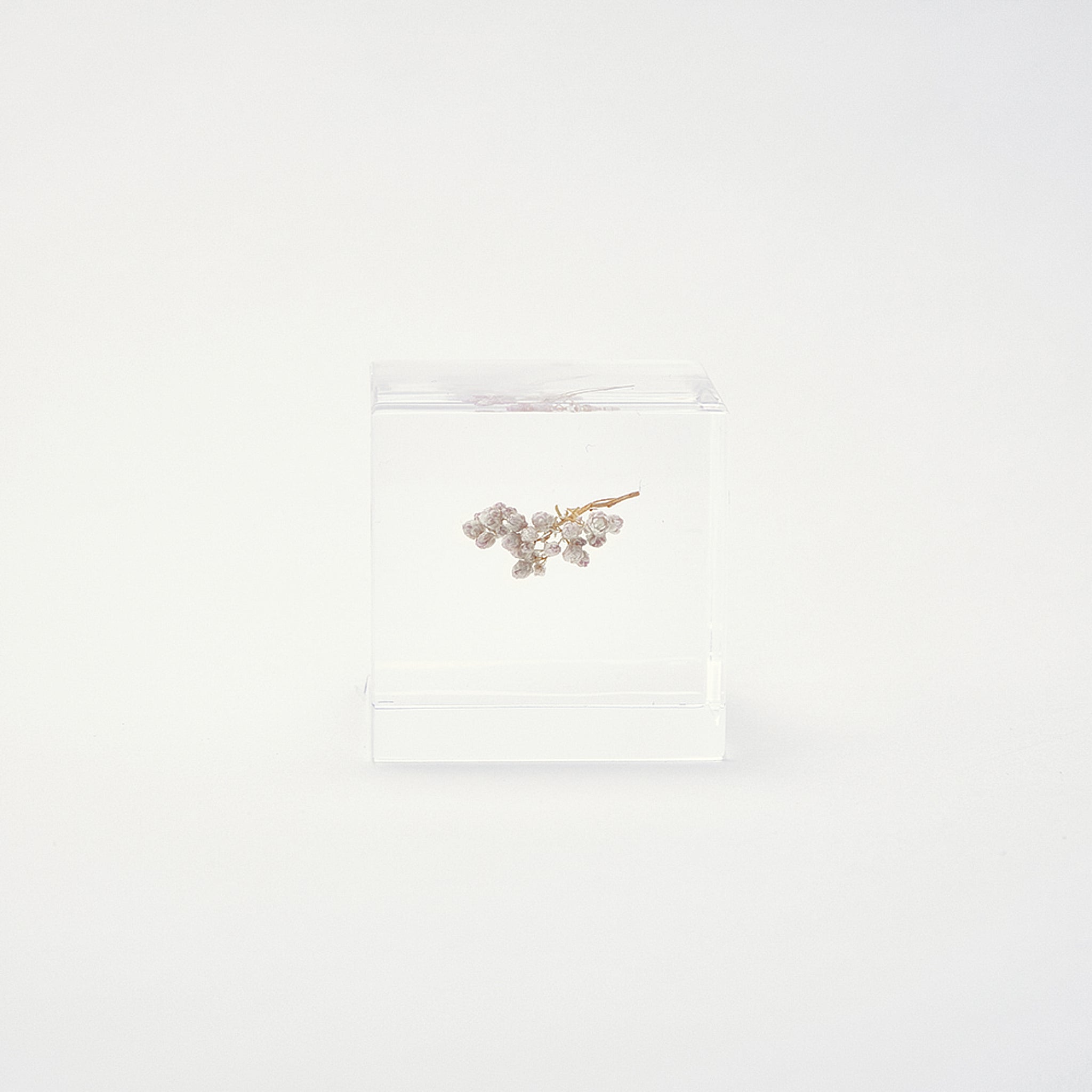 Sola cube / Spring ｜ The form of a plant, its moment quietly frozen in time