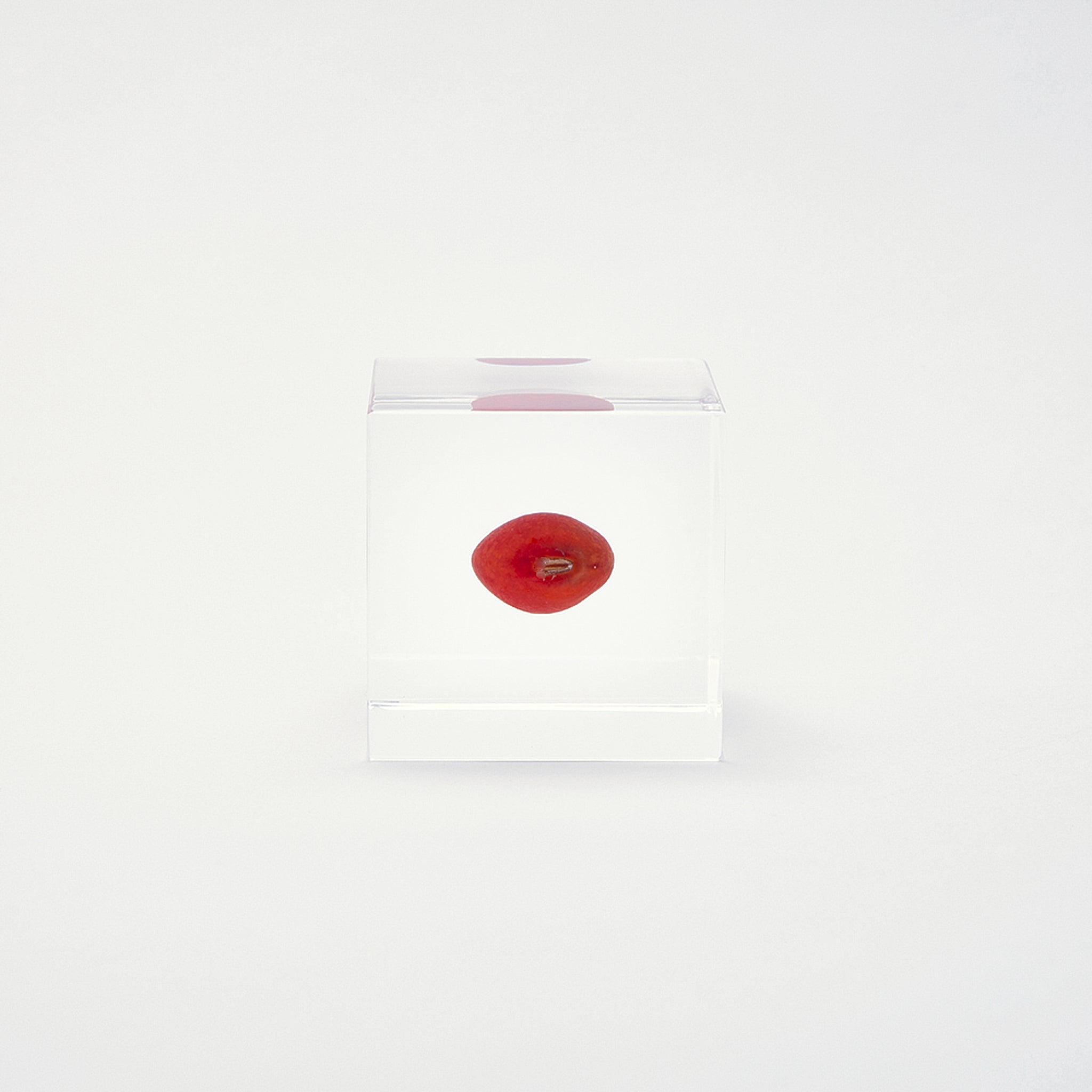 Sola cube / 冬 ｜ 静かに時を止めた植物のかたち