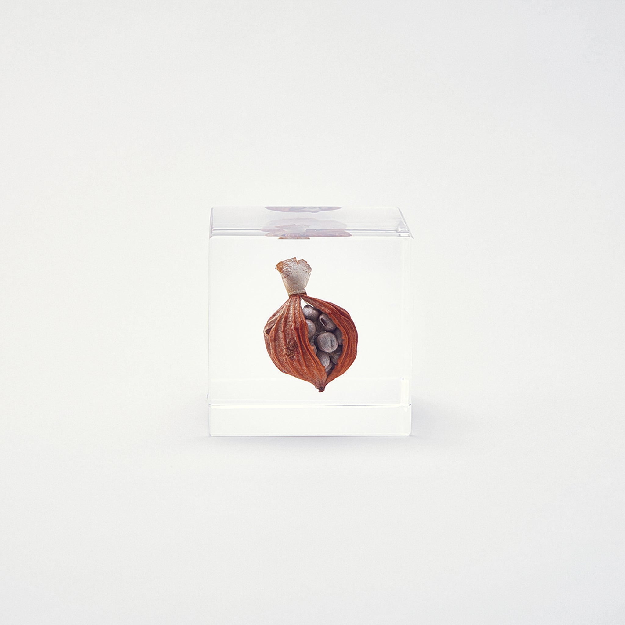 Sola cube / 冬 ｜ 静かに時を止めた植物のかたち