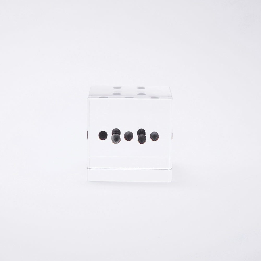 Sola cube / 秋 ｜ 静かに時を止めた植物のかたち