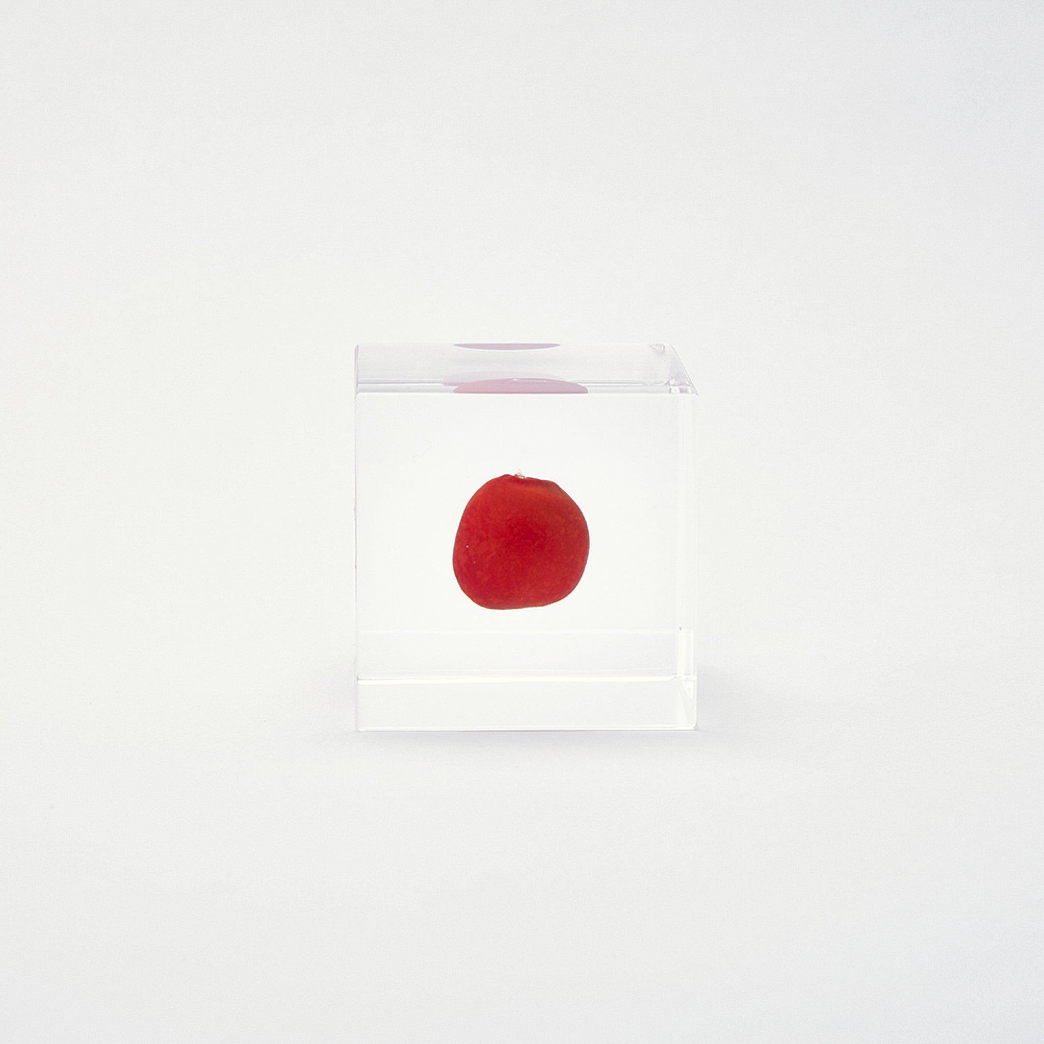 Sola cube / 冬 ｜ 静かに時を止めた植物のかたち