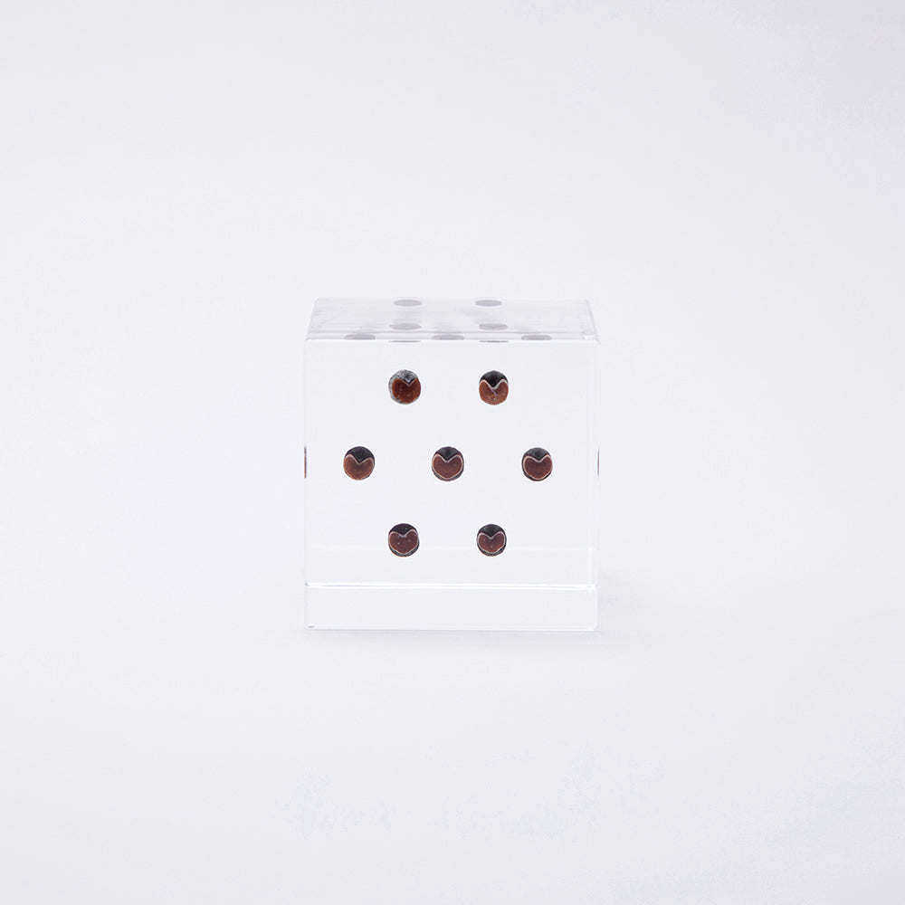 Sola cube / 秋 ｜ 静かに時を止めた植物のかたち