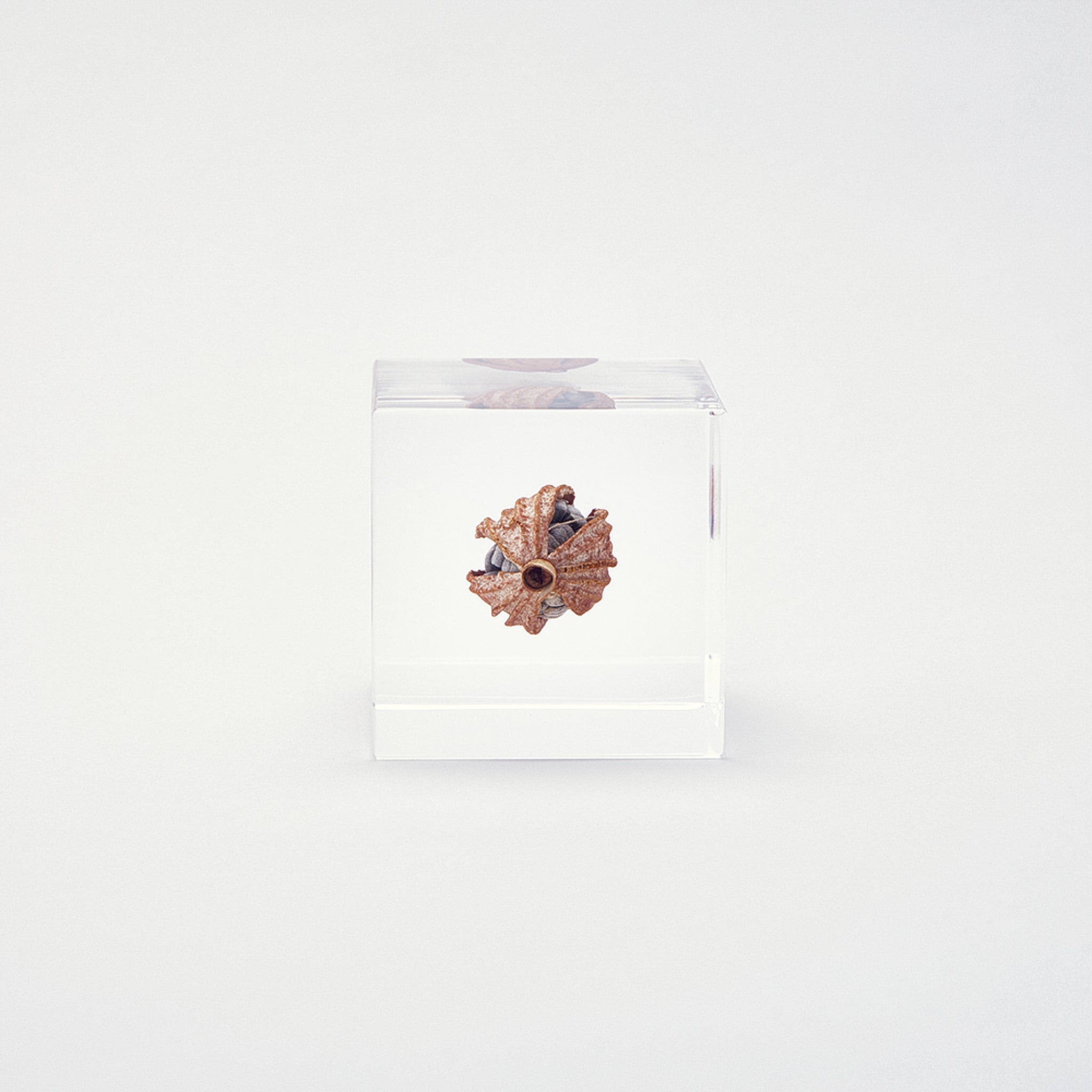 Sola cube / 冬 ｜ 静かに時を止めた植物のかたち