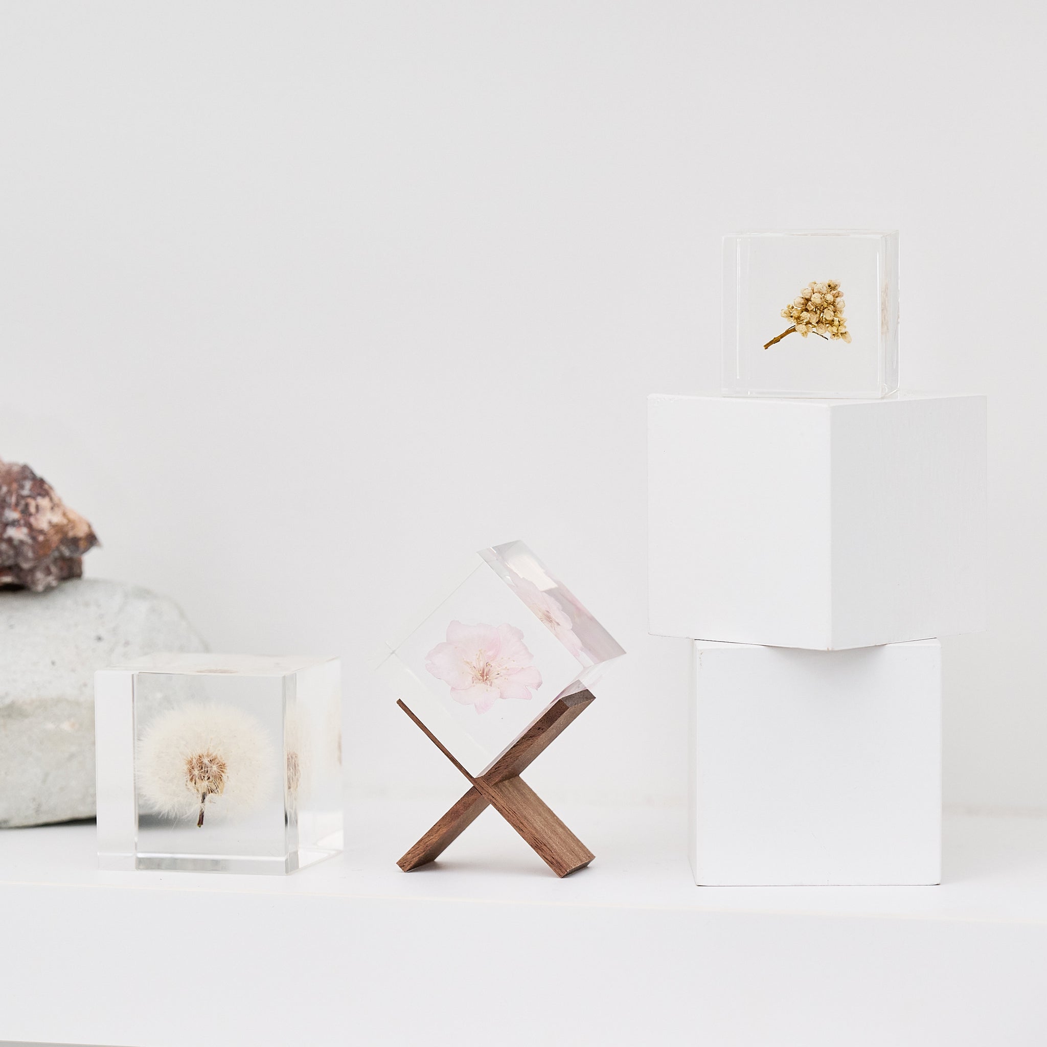 Sola cube Stand ｜ 静かに時を止めた植物のかたち