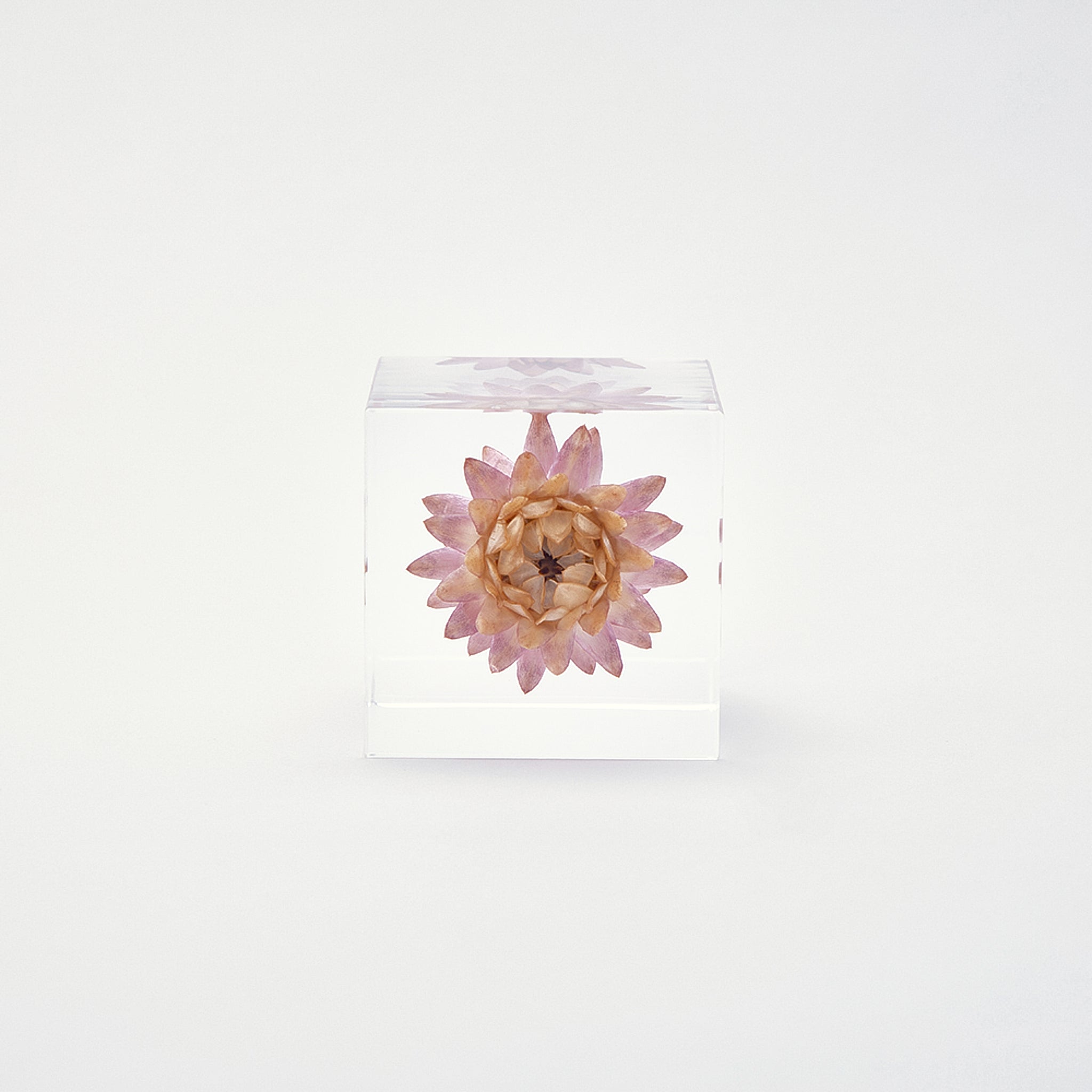 Sola cube / 冬 ｜ 静かに時を止めた植物のかたち