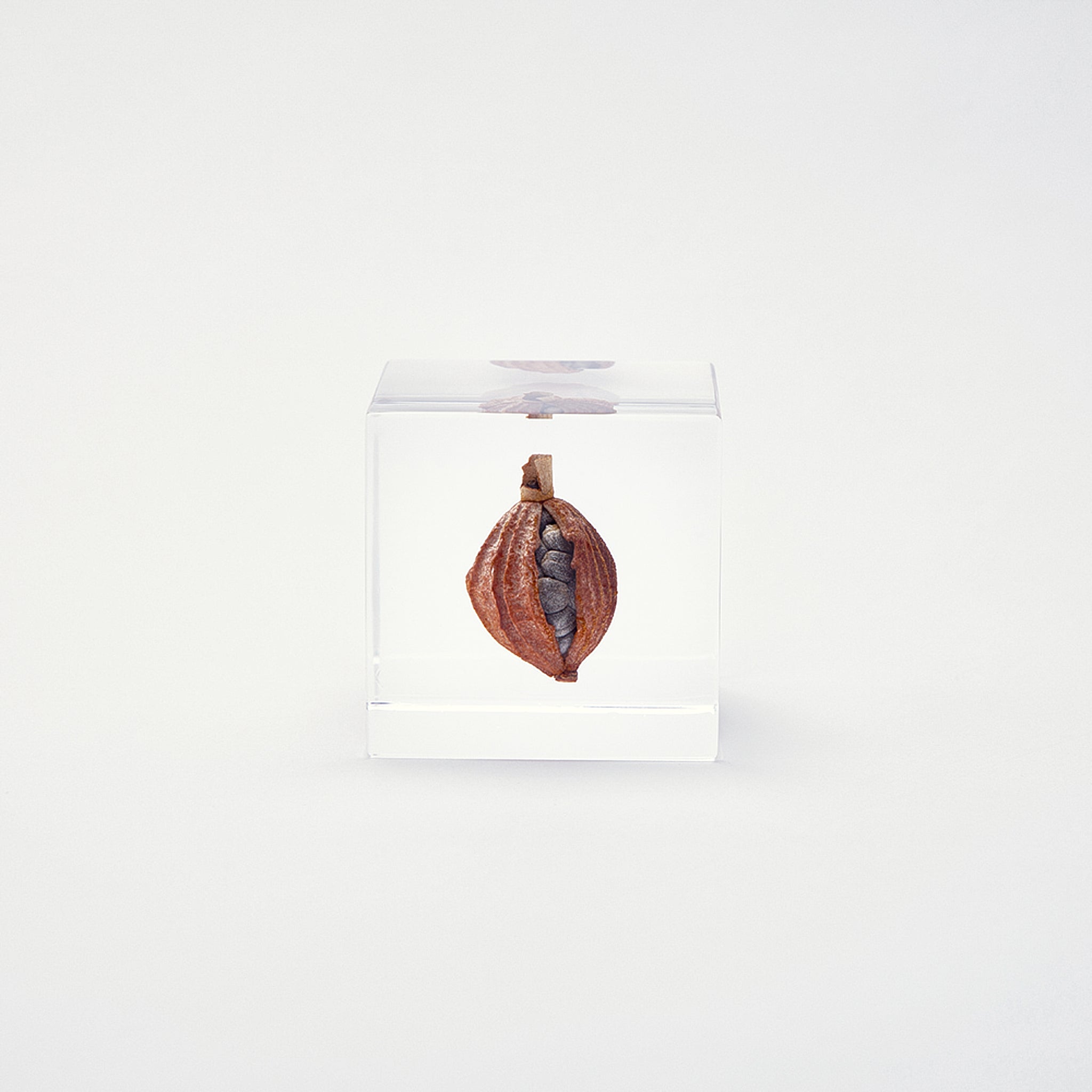 Sola cube / 冬 ｜ 静かに時を止めた植物のかたち