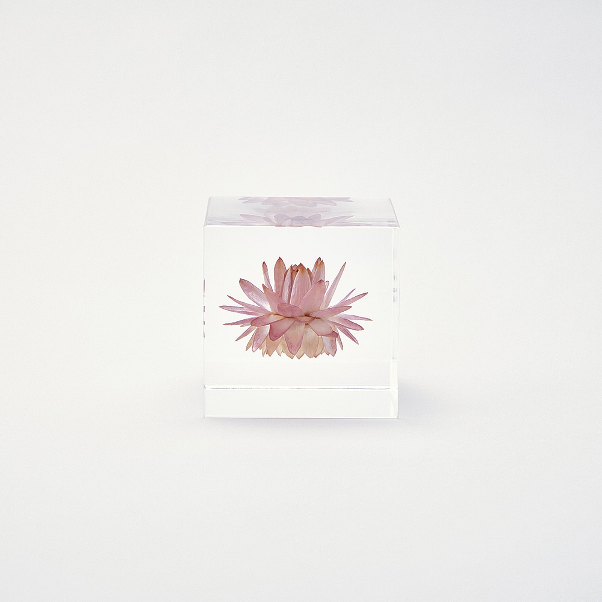 Sola cube / 冬 ｜ 静かに時を止めた植物のかたち