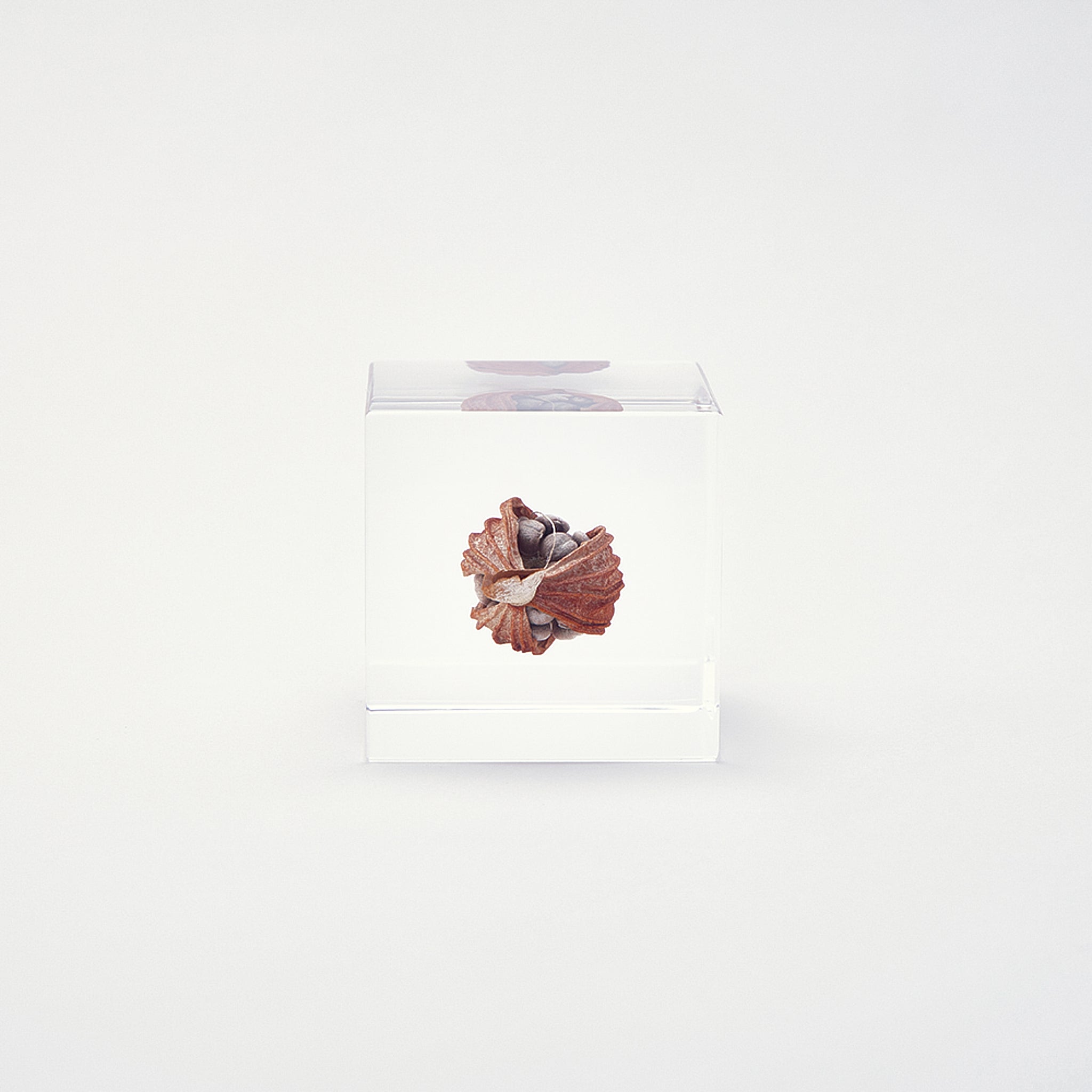 Sola cube / 冬 ｜ 静かに時を止めた植物のかたち