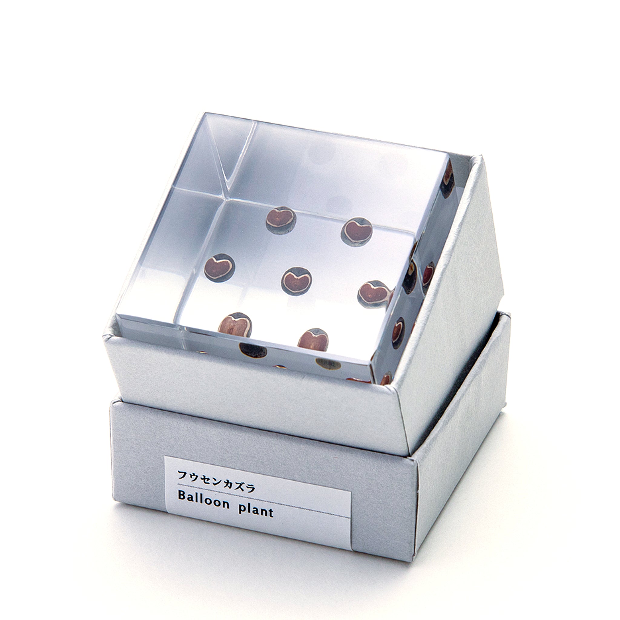 Sola cube / 秋 ｜ 静かに時を止めた植物のかたち