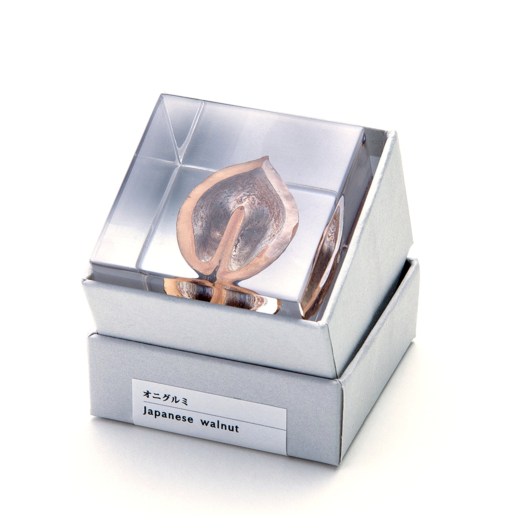 Sola cube / 冬 ｜ 静かに時を止めた植物のかたち