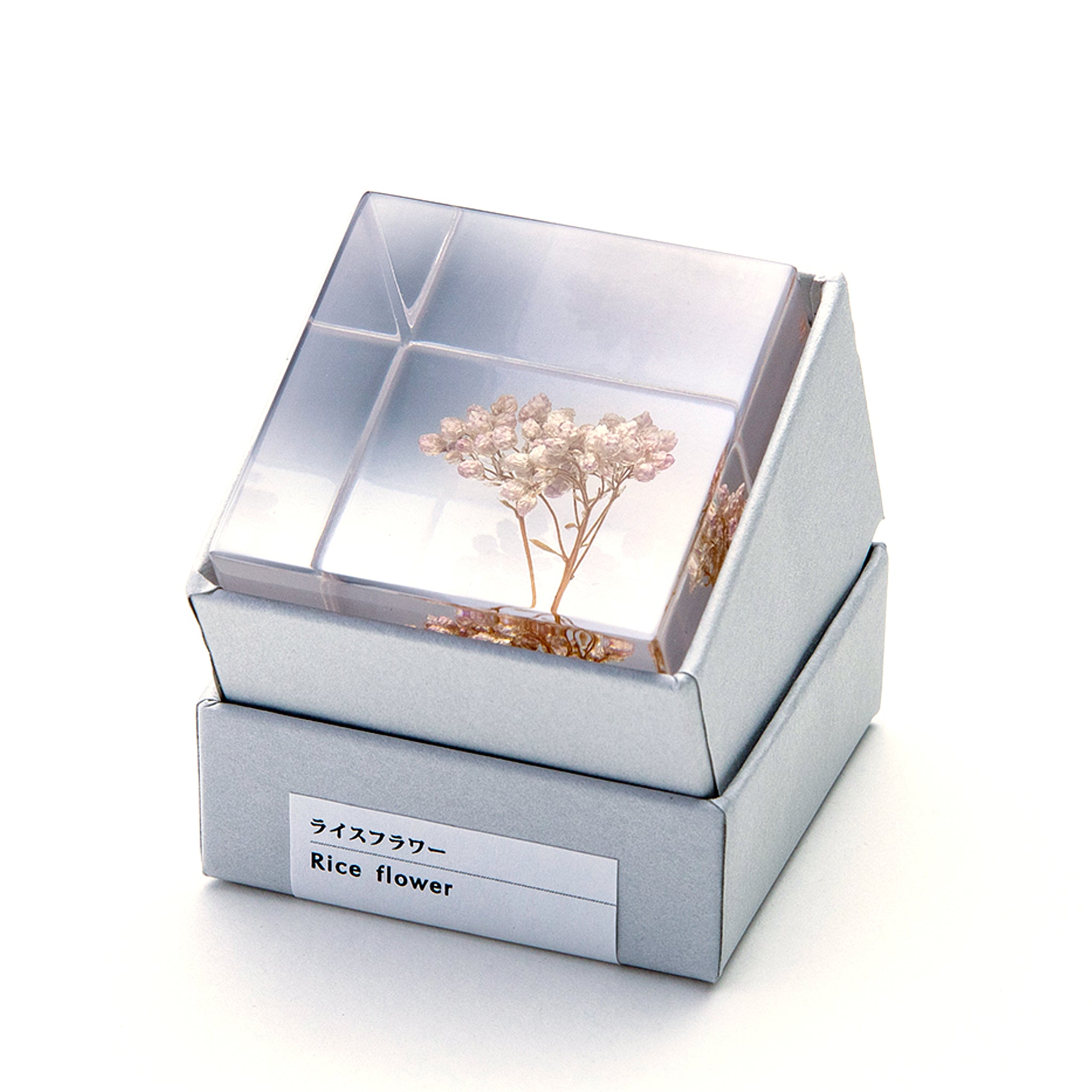 Sola cube / Spring ｜ The form of a plant, its moment quietly frozen in time