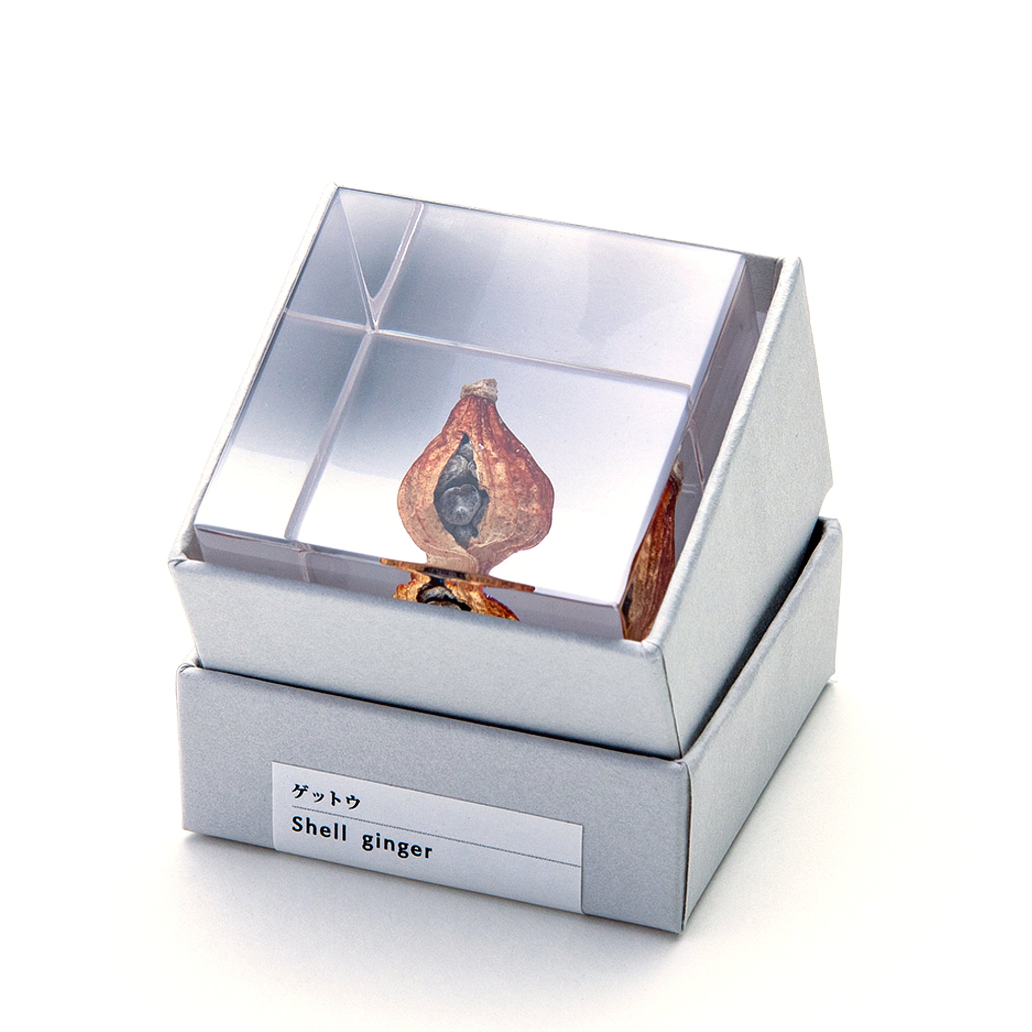 Sola cube / 冬 ｜ 静かに時を止めた植物のかたち