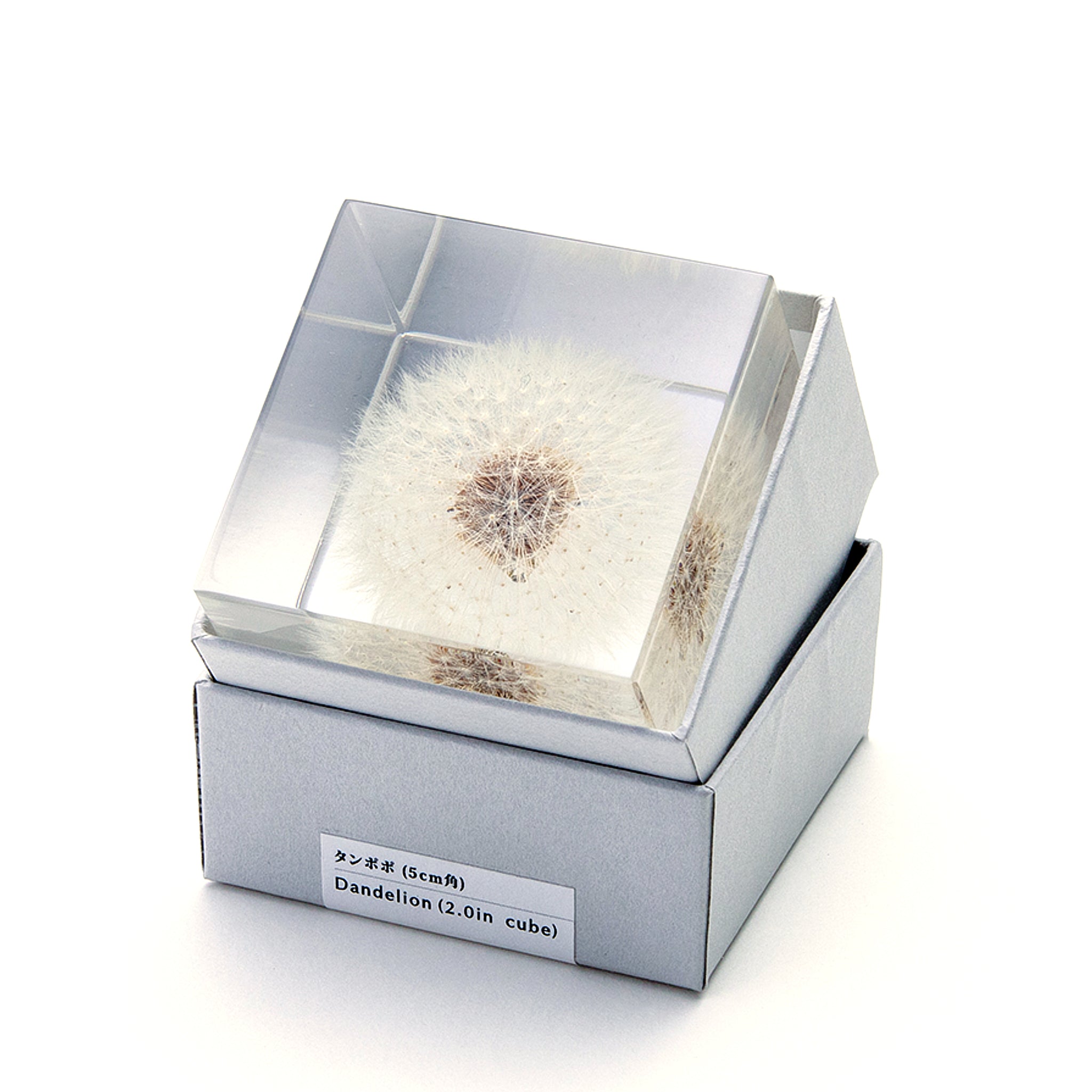 Sola cube / Spring ｜ The form of a plant, its moment quietly frozen in time