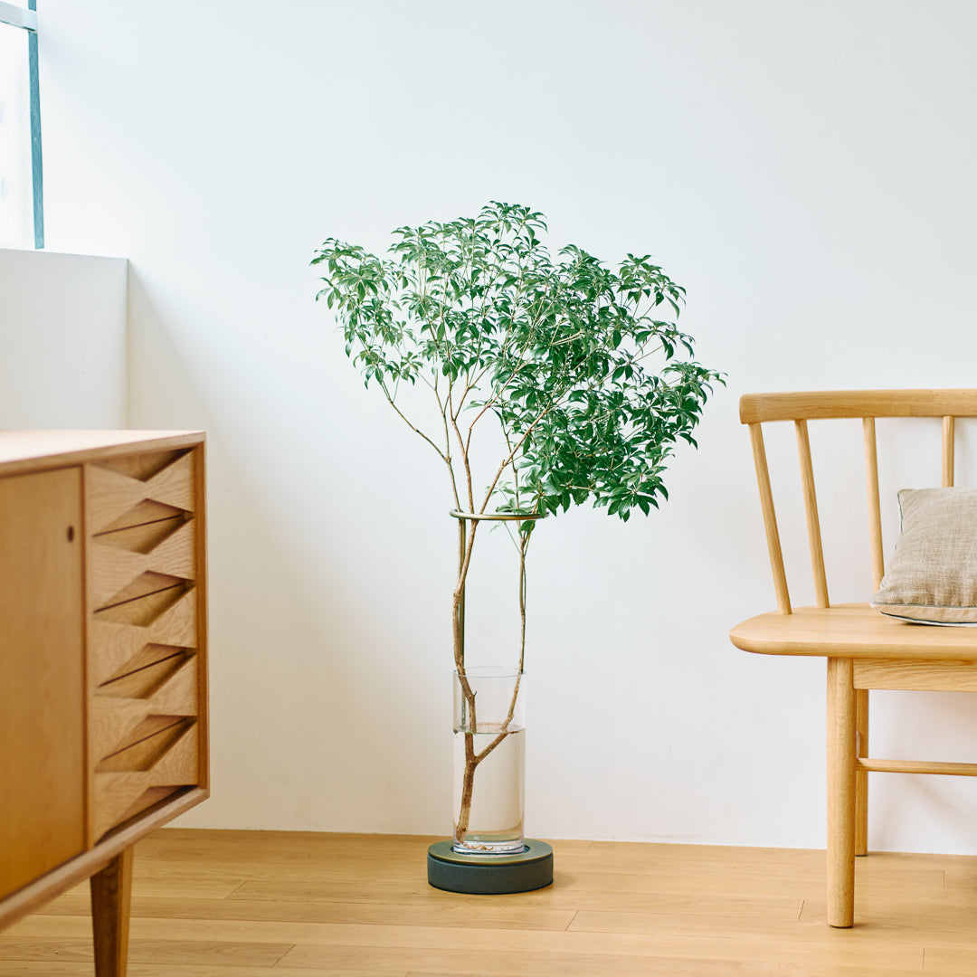 Branch and Foliage Subscription Box, 100cm Plan | Standard Size for Diverse Arrangements