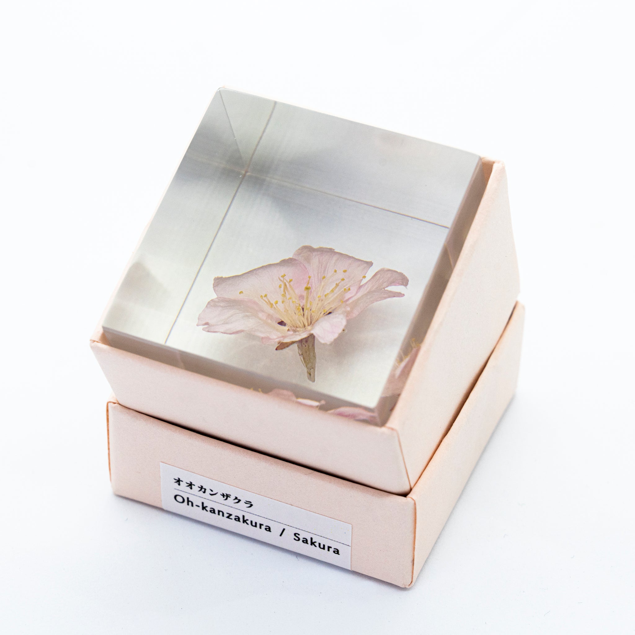 Sola cube / Spring ｜ The form of a plant, its moment quietly frozen in time