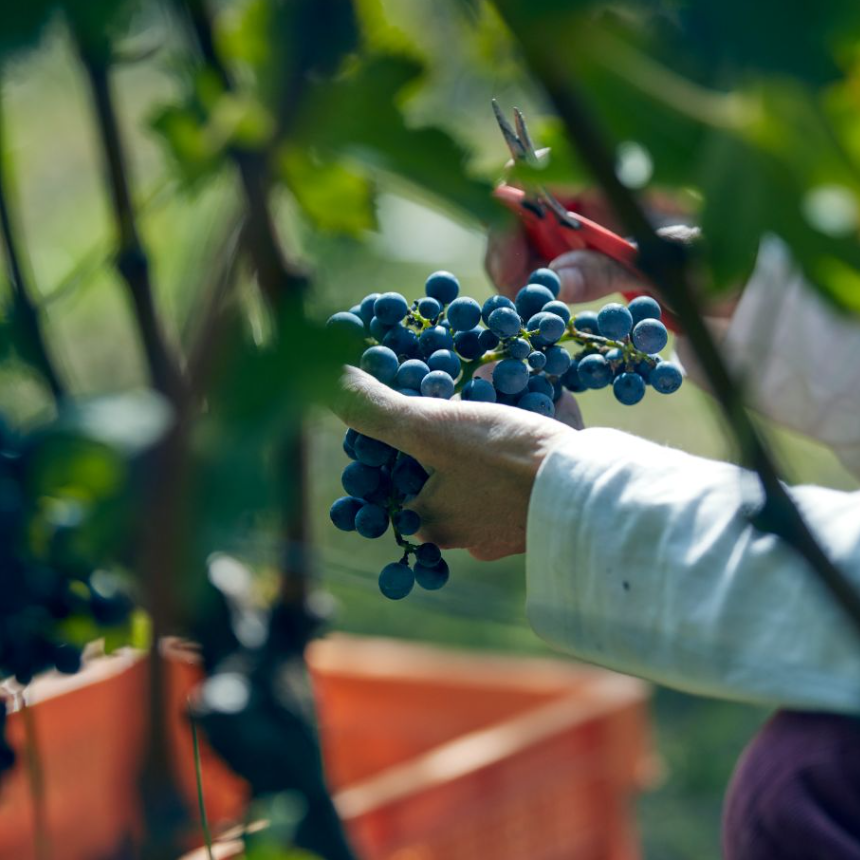 2024 グリド甲州 ｜ 親しみやすく料理に合うクラシックな辛口白ワイン