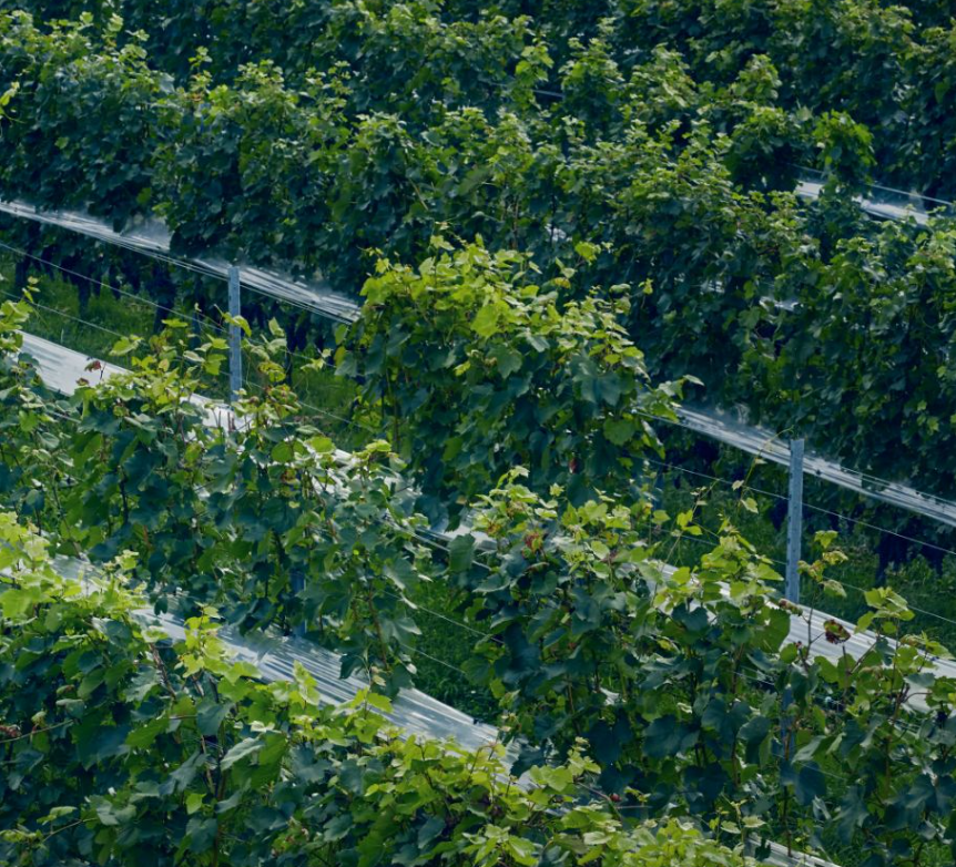 2024 グリド甲州 ｜ 親しみやすく料理に合うクラシックな辛口白ワイン