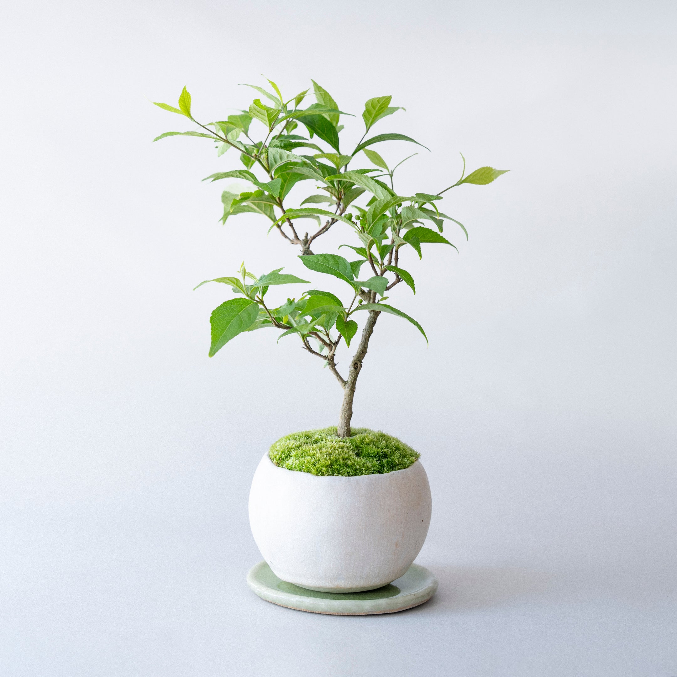 【受注販売】四季と盆栽 《秋》 ｜ コムラサキ