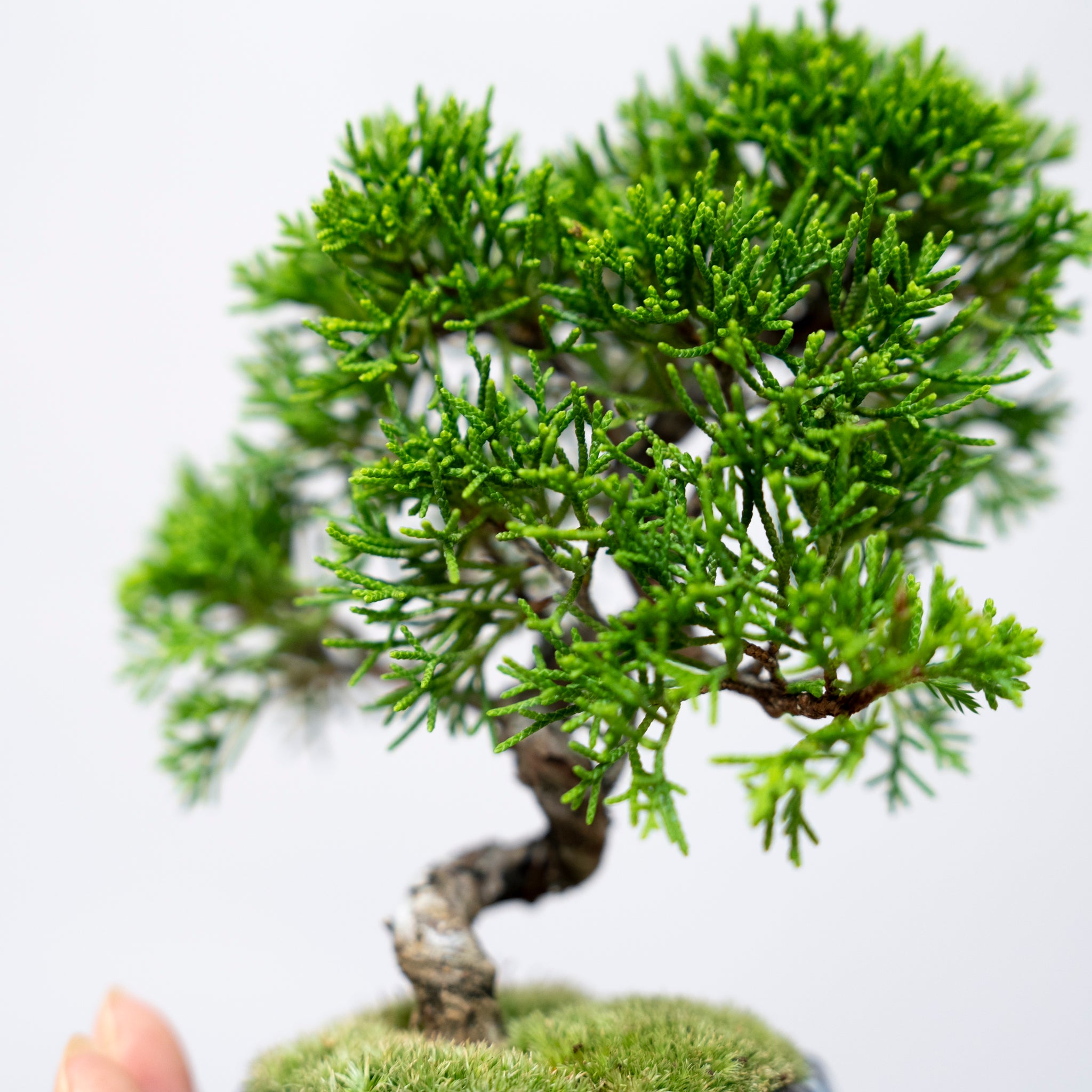 【受注販売】四季と盆栽 《秋》 ｜ シンパク