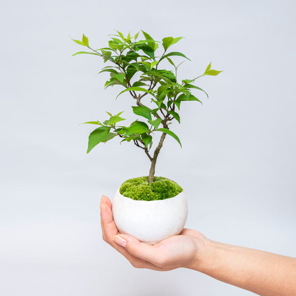 20250820__72-51_7bab6dcd-aaab-