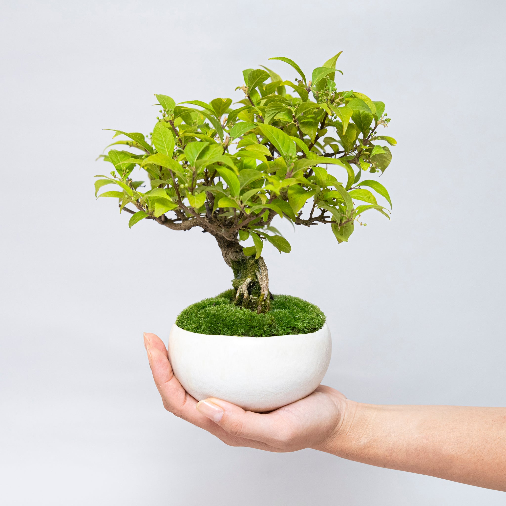 【受注販売】四季と盆栽 《秋》 ｜ コムラサキ