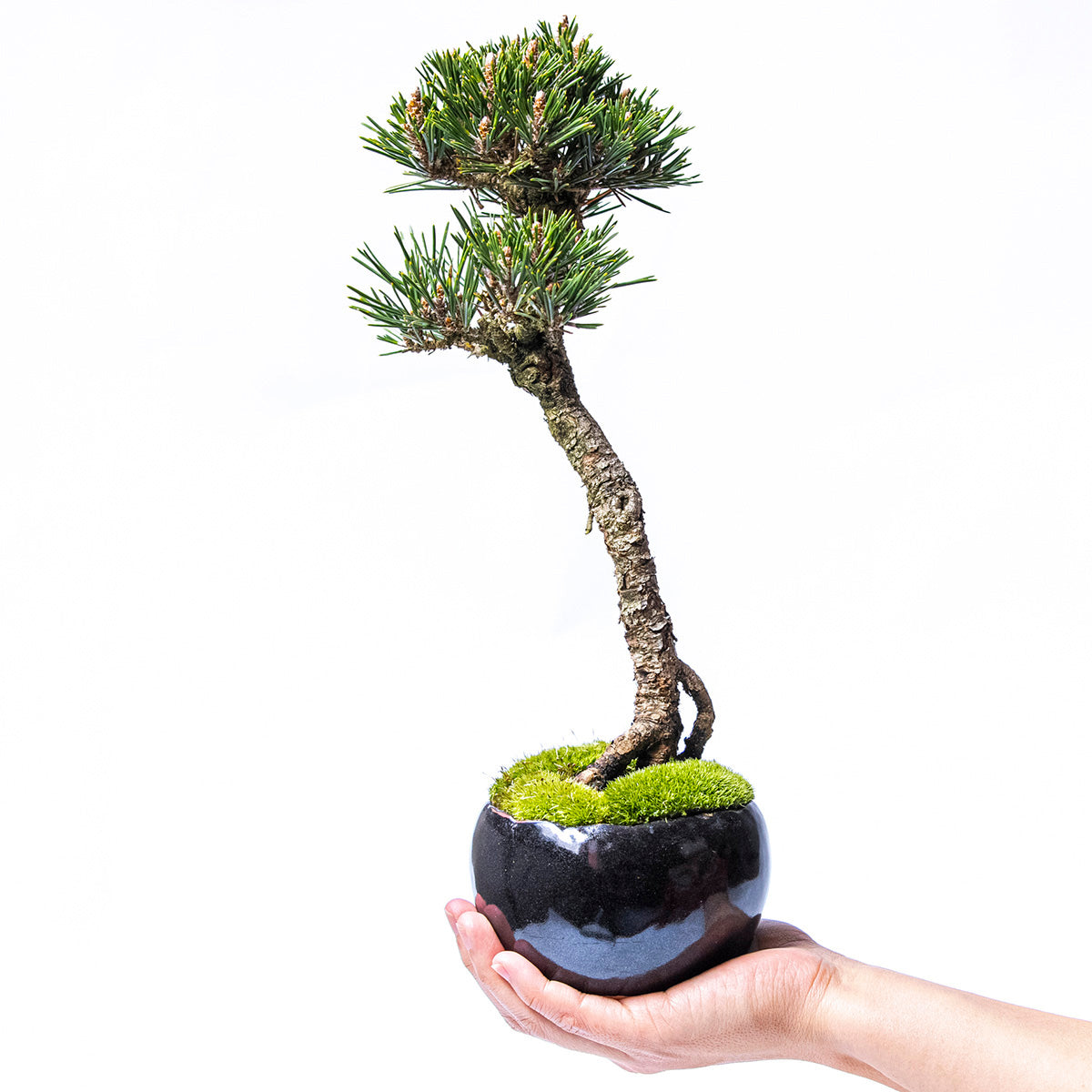 【受注販売】四季と盆栽〈冬〉 ｜ 千寿丸