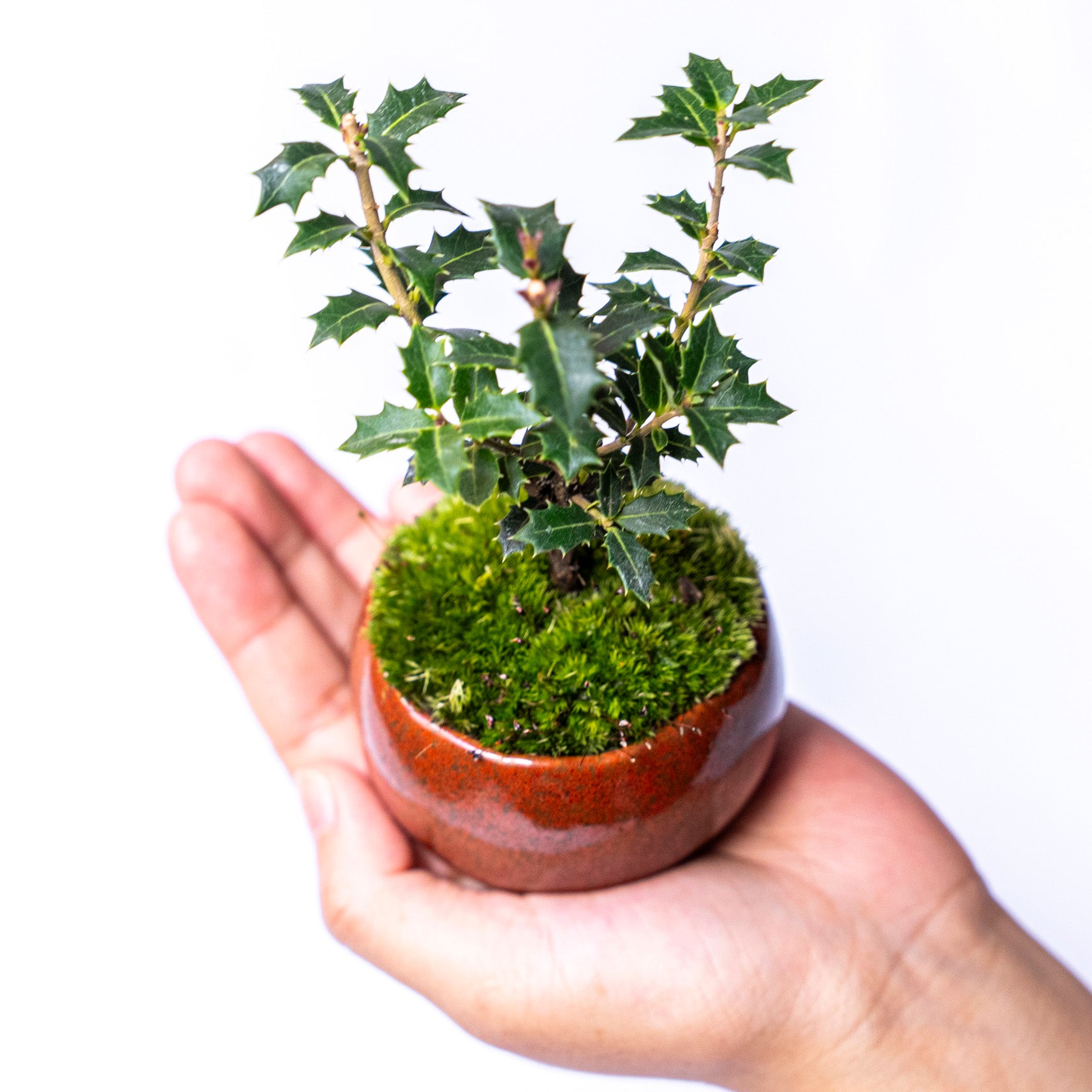 【受注販売】四季と盆栽〈冬〉 ｜ ヒイラギ