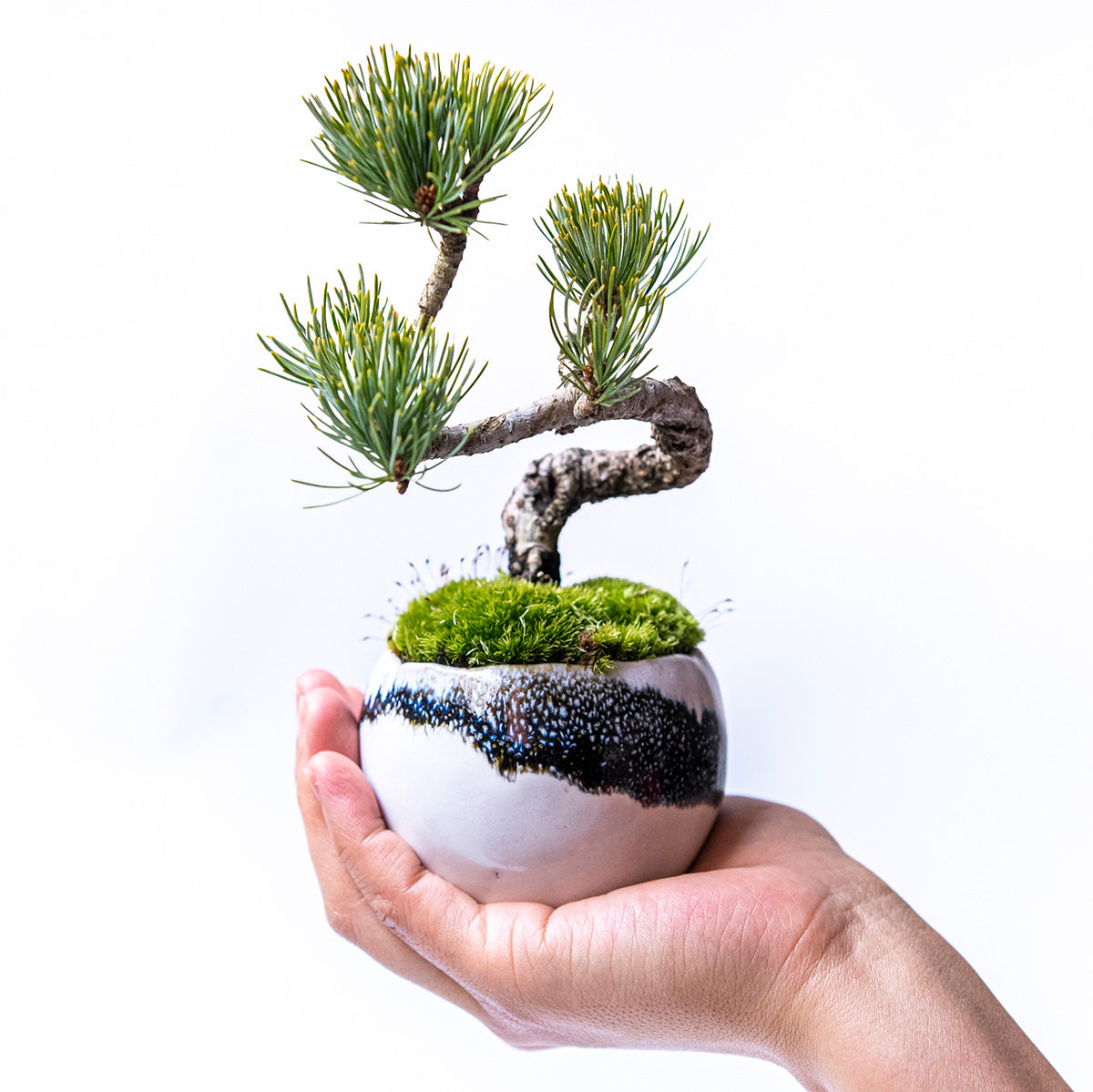 【受注販売】四季と盆栽〈冬〉 ｜ 五葉松