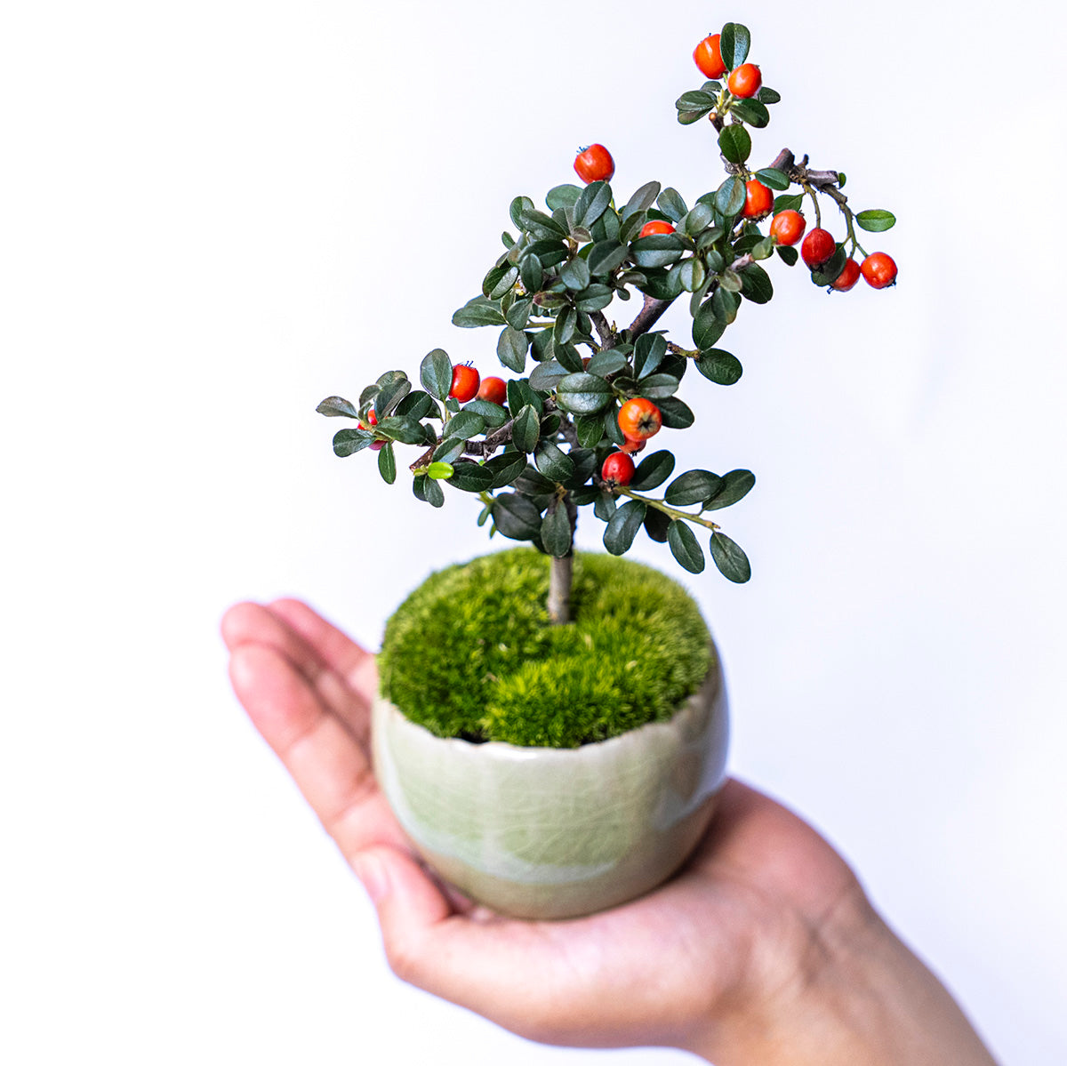 受注販売】四季と盆栽〈冬〉 ｜ カマツカコケモモ