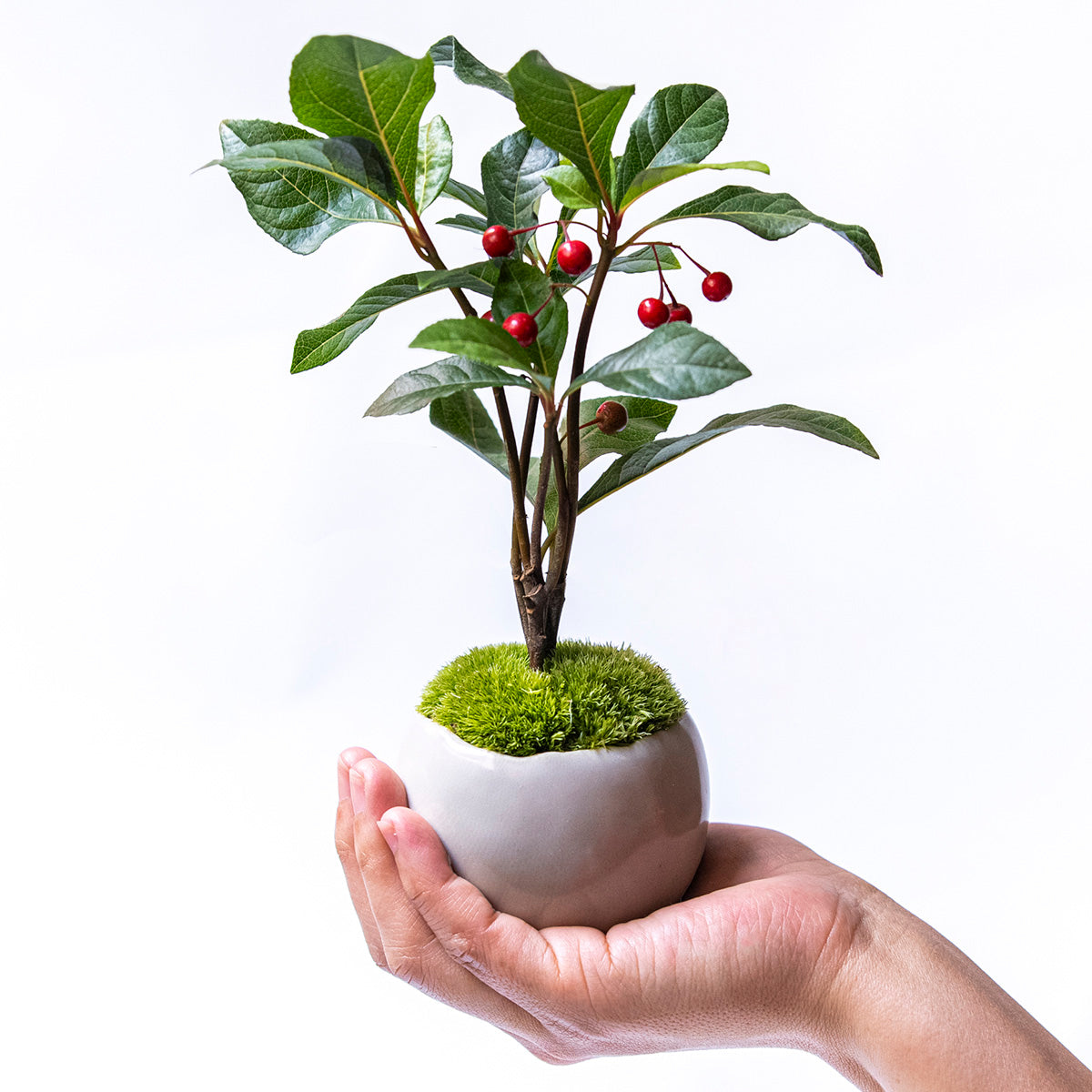 【受注販売】四季と盆栽〈冬〉 ｜ ヤブコウジ（十両）