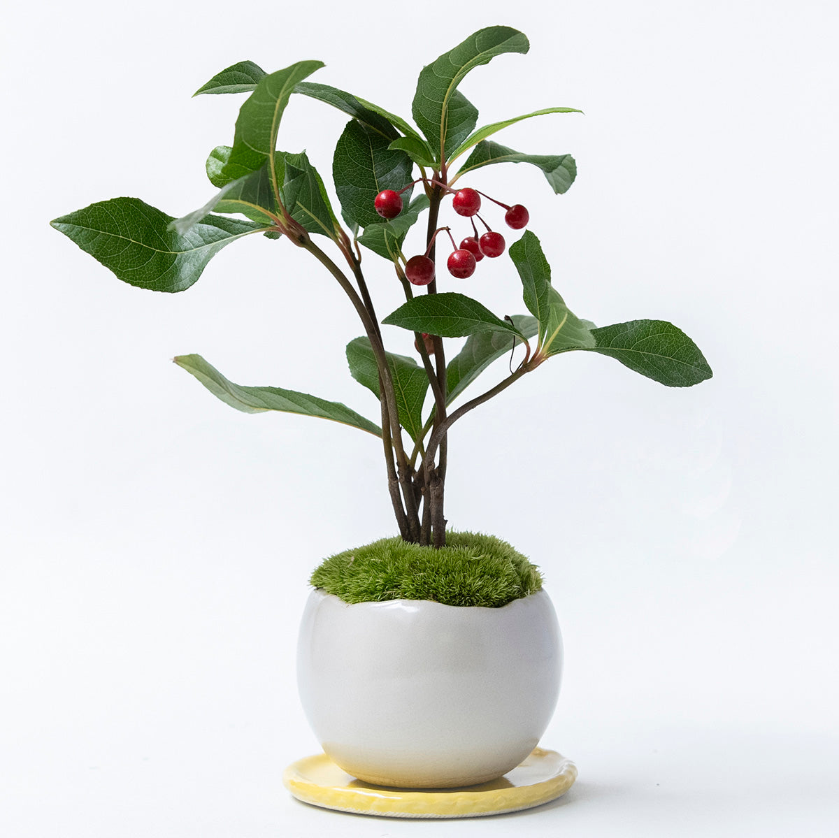 【受注販売】四季と盆栽〈冬〉 ｜ ヤブコウジ（十両）