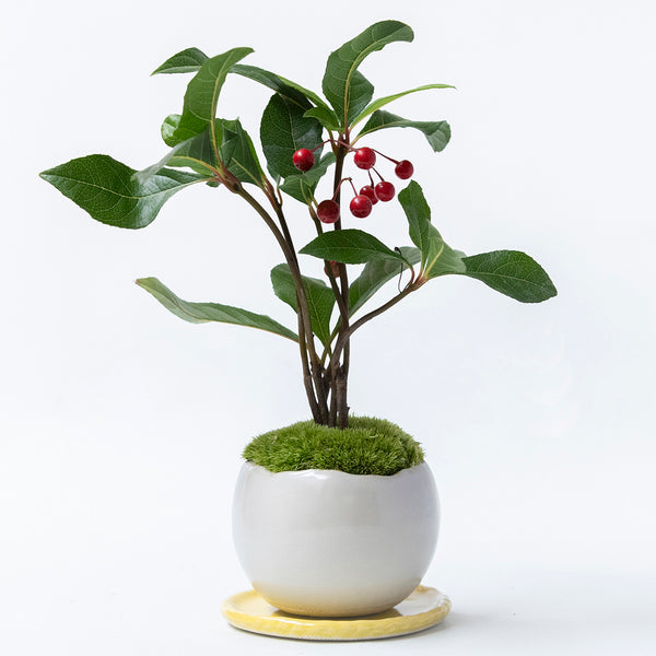 受注販売】四季と盆栽〈冬〉 ｜ ヤブコウジ（十両）