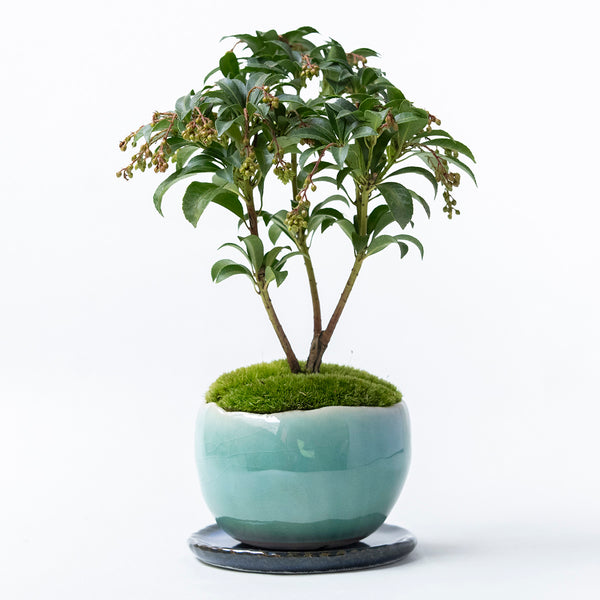 雪山　正方　盆栽鉢 20251112__72-16_42ef5583-ee6a-